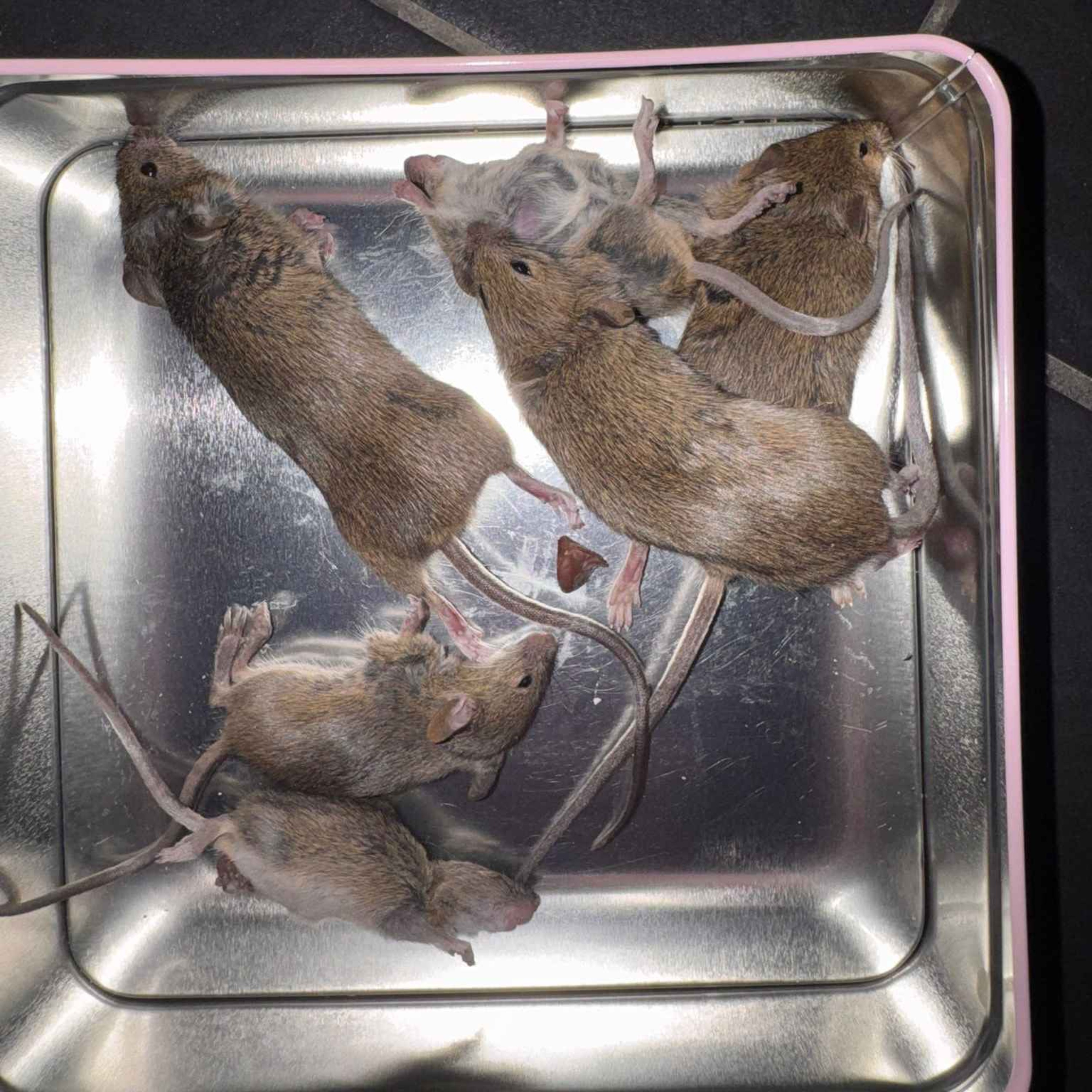 Louth Woman Says She Has Killed More Than 100 Rats as She Pleads for Action on Council Home - 10/07/2026 episode artwork