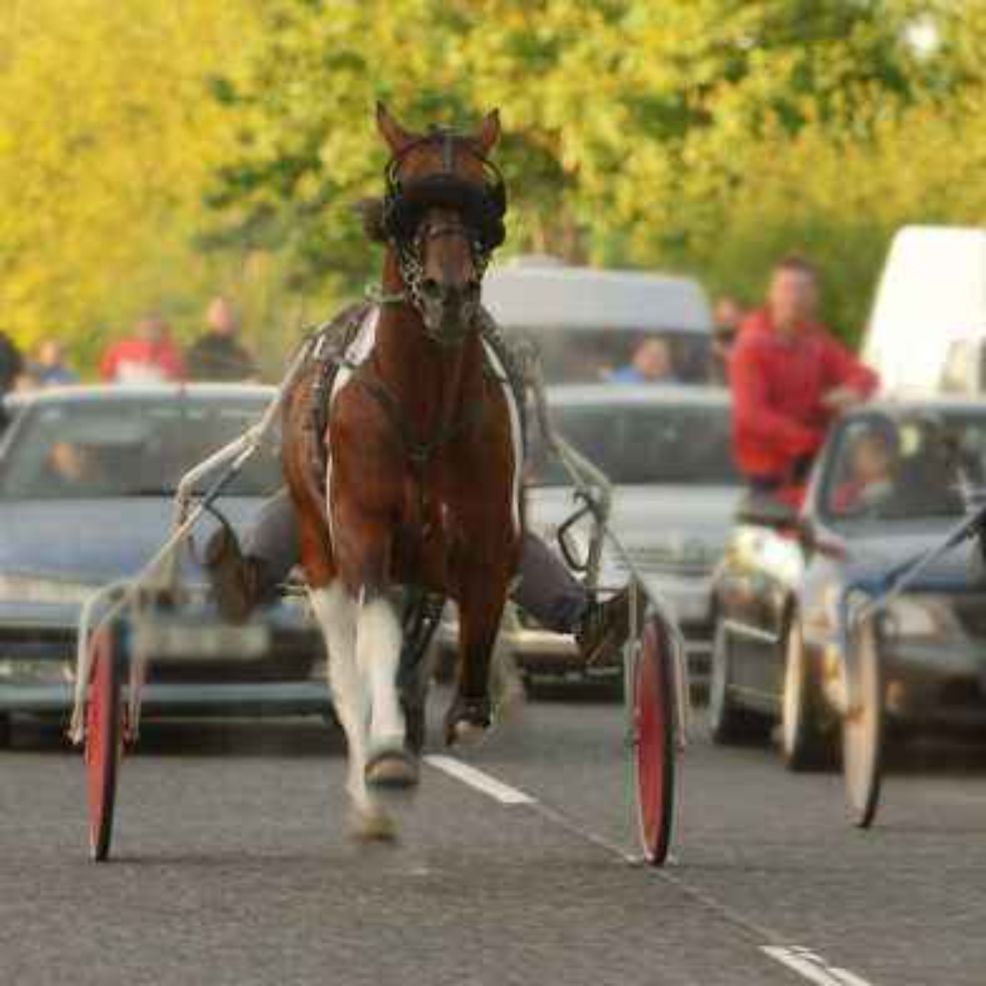 NSPCA Calls for Ban on Sulky Racing on Public Roads - 19/08/2026 episode artwork