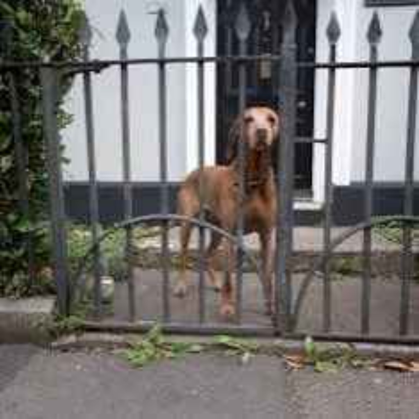 Postal Workers Face Rising Dog Attacks as An Post Issues Christmas Delivery Warning