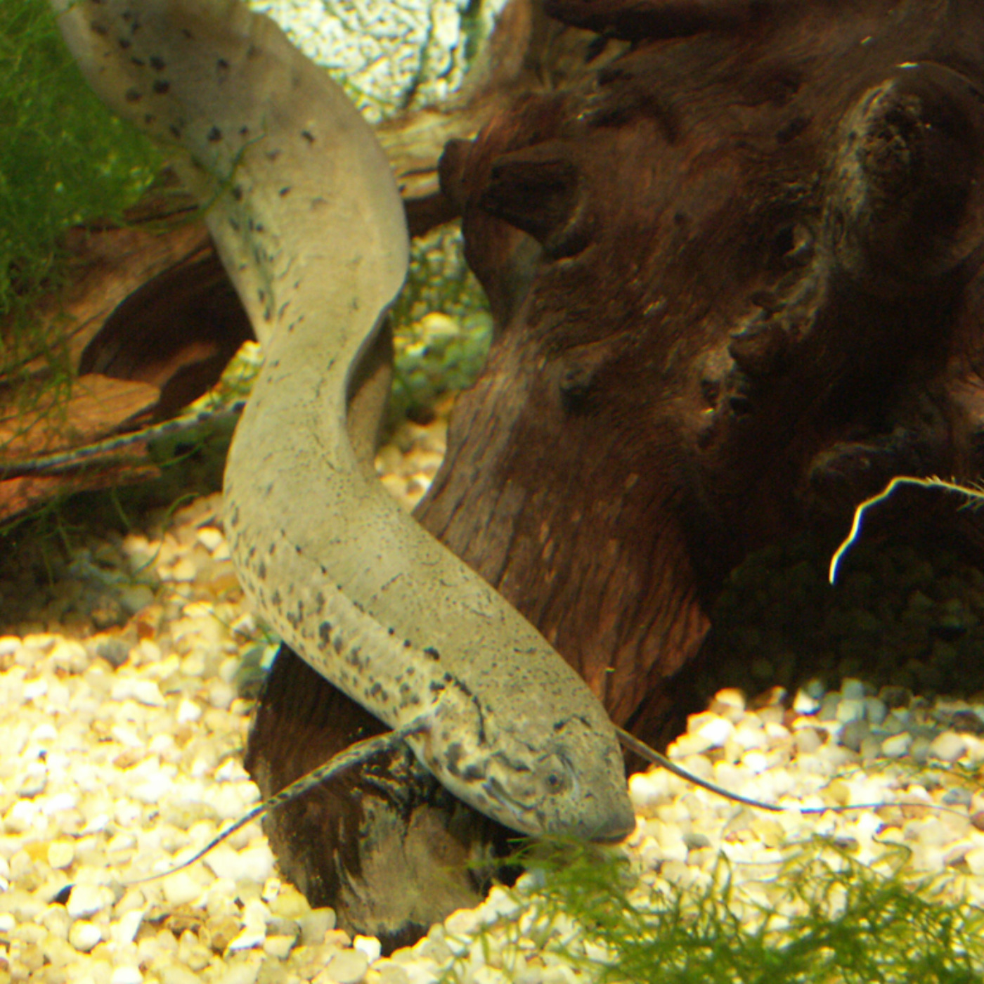 Les incontournables de l\'Aquarium tropical