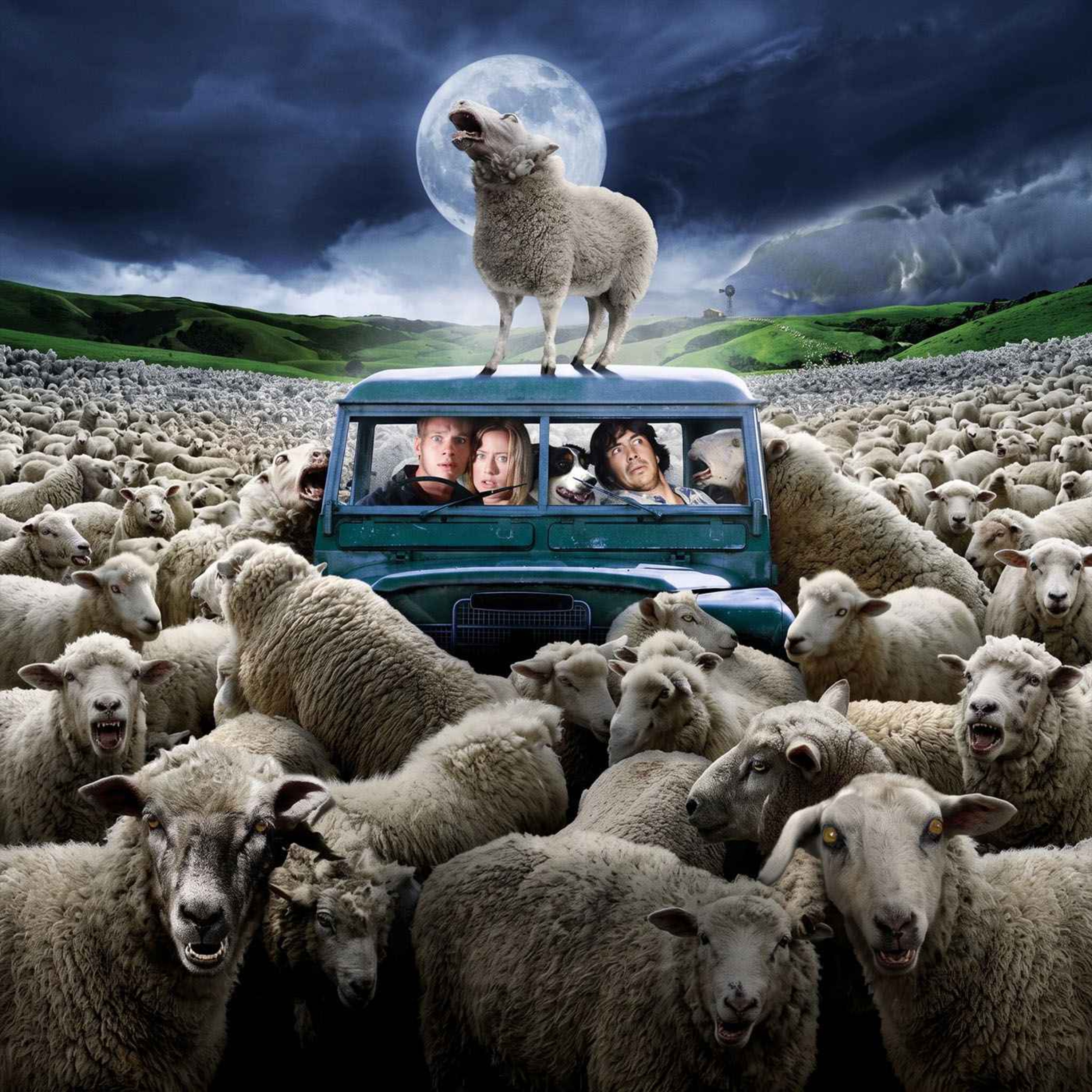 Black Sheep