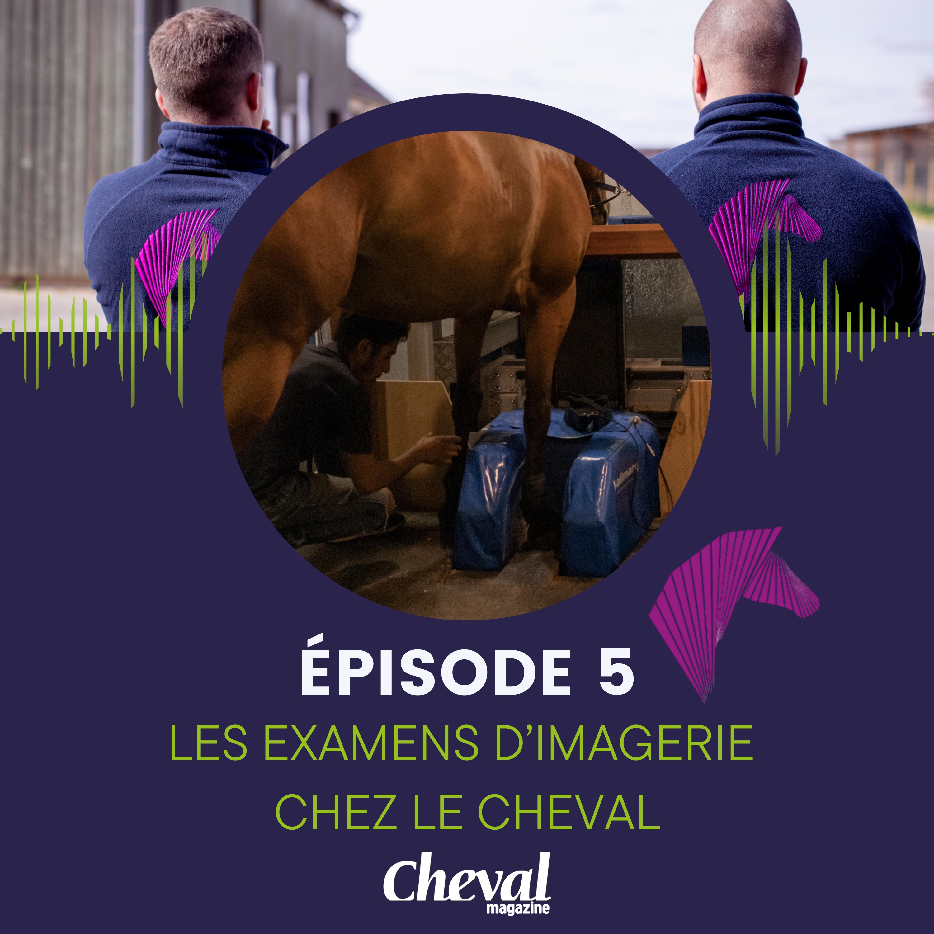 #5 - Les examens d'imagerie chez le cheval