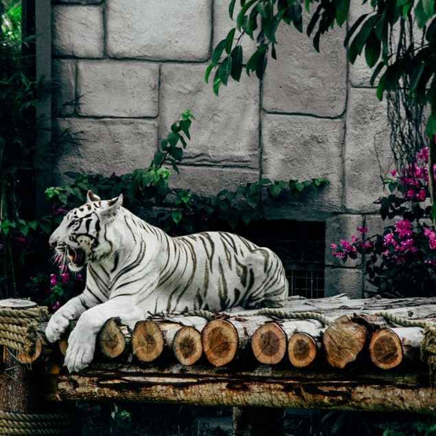 Bleu Nuit Astro Chinoise