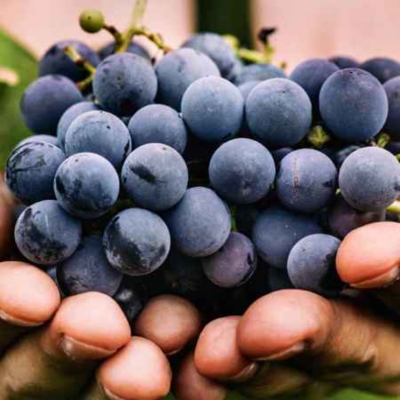 Episode 192: Gorgona Wine - Prison Reform Has Never Tasted So Good