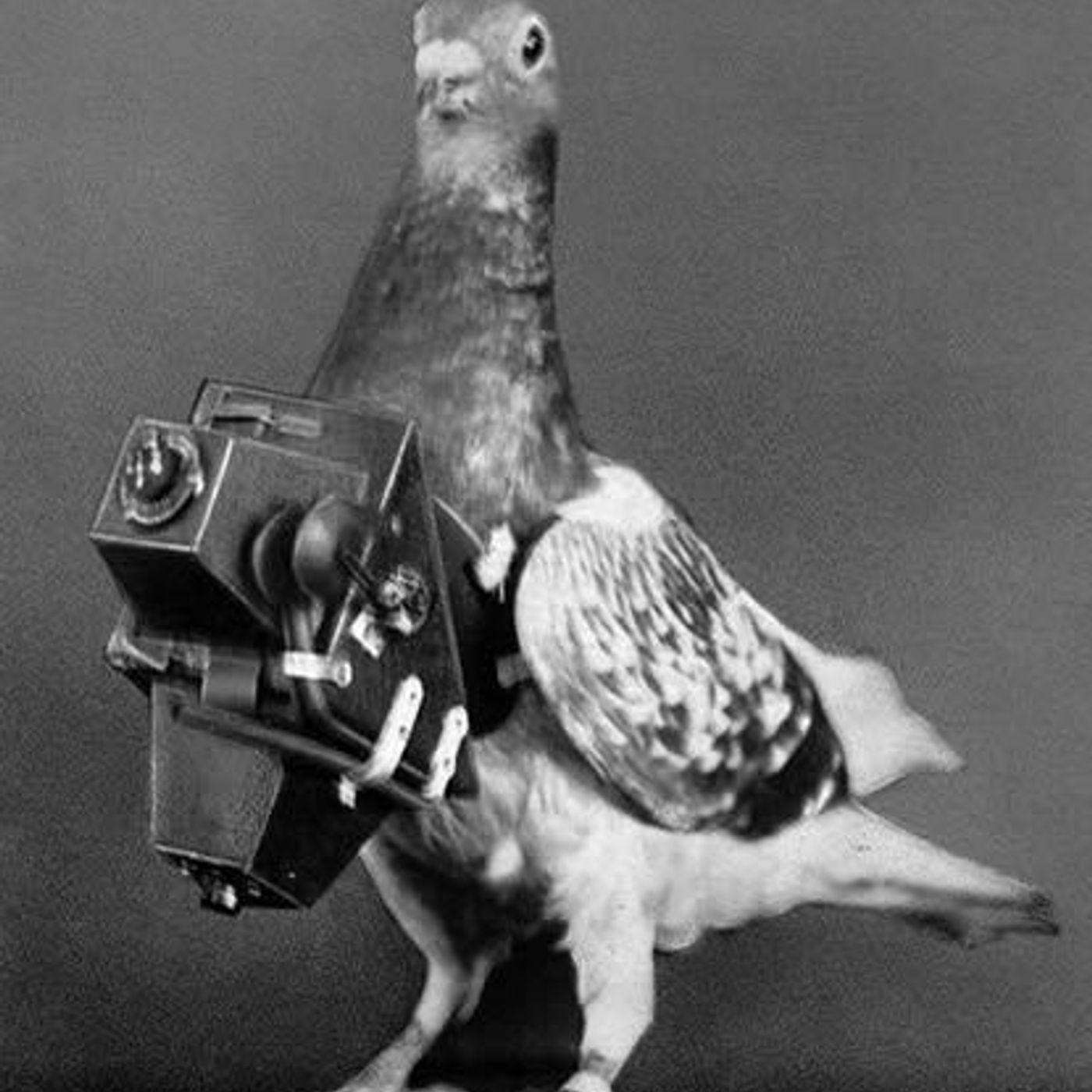 Spectator Books: how pigeons won the War