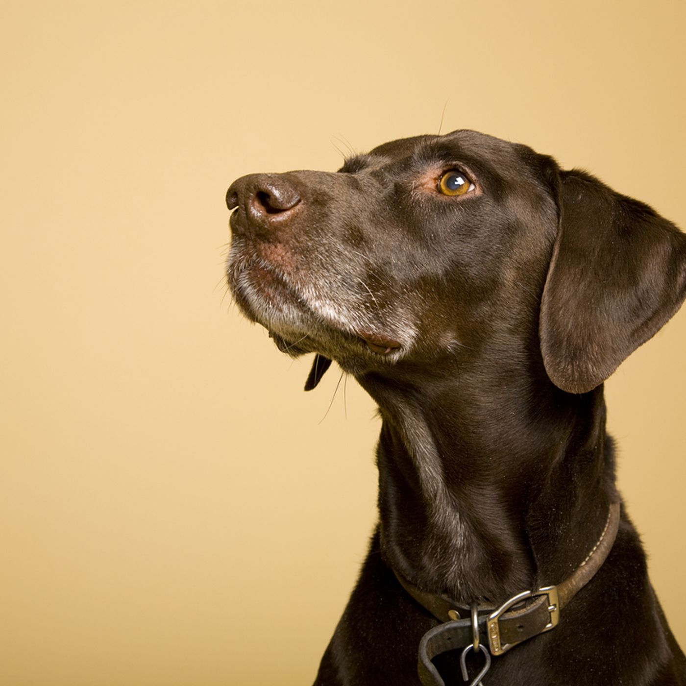 Wonky fruits, supplements for pets and smart walking sticks – Britain's consumer Innovators of the Year