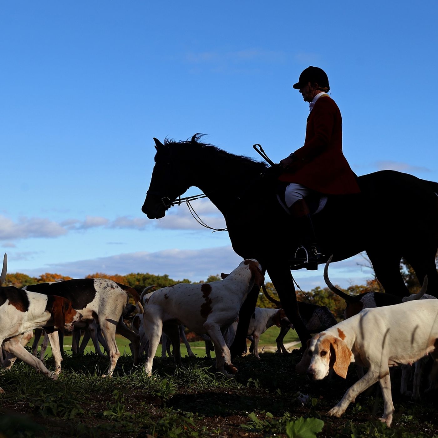 The Fox Hunting Fiasco: Should we repeal the ban?