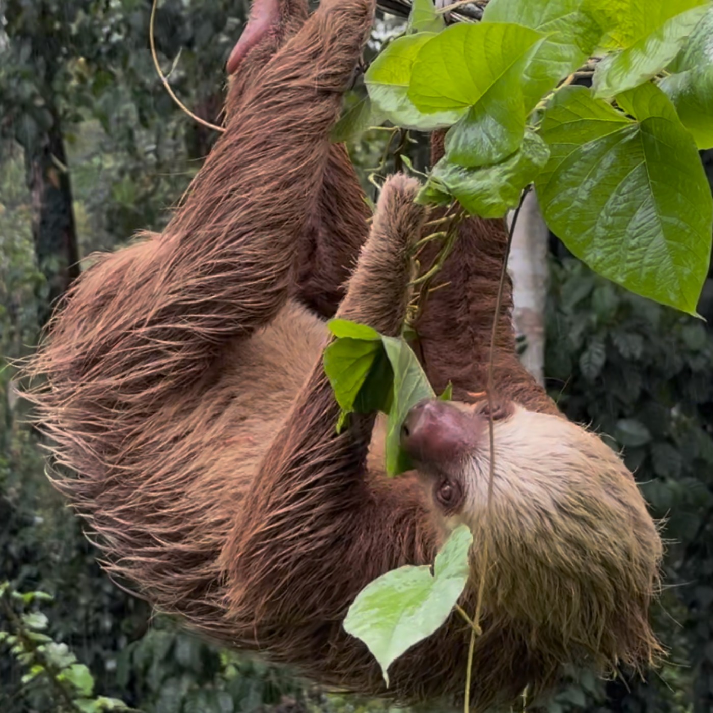 A Sloth’s Journey: Building Bridges In Costa Rica episode artwork