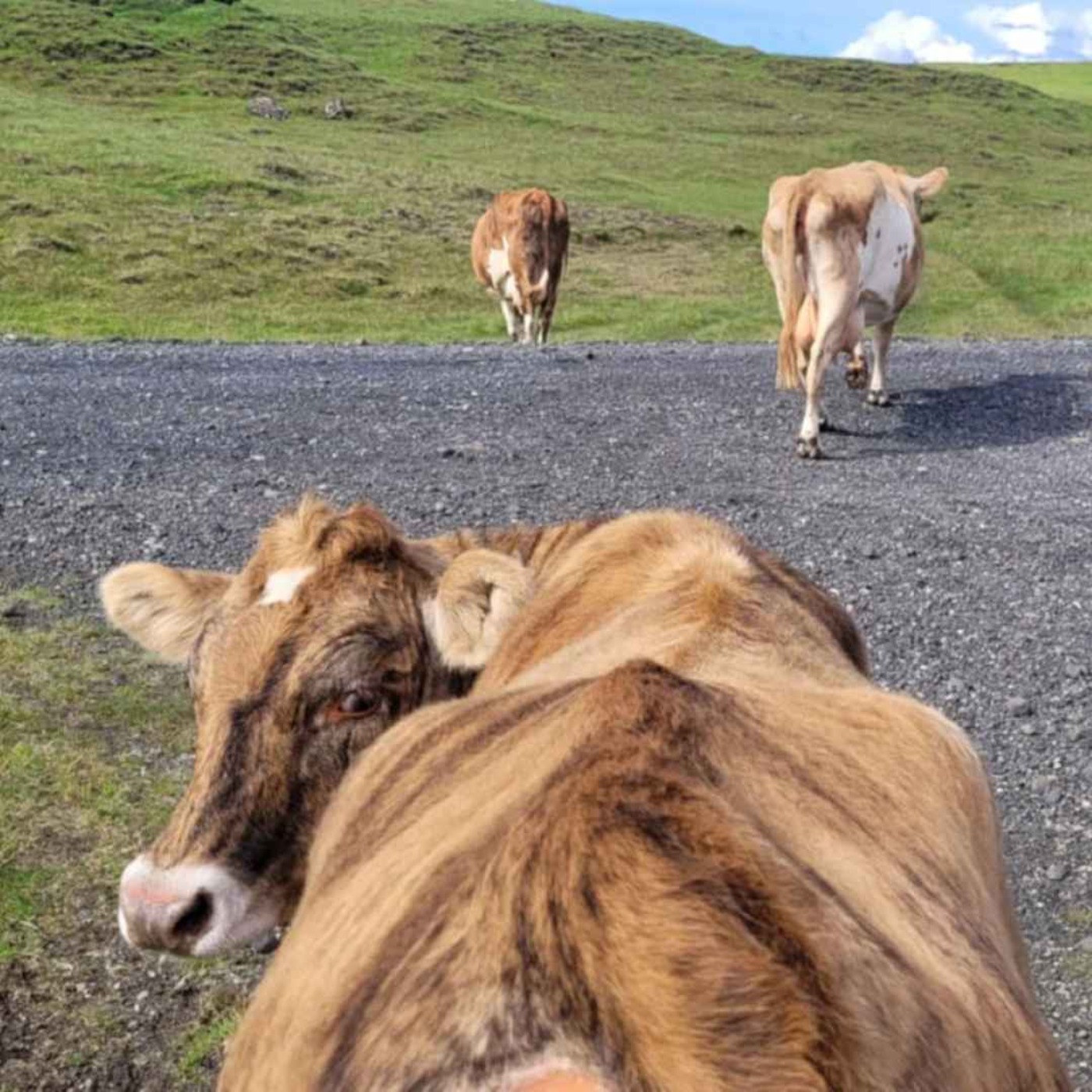 Kúaleiðin í Hólum
