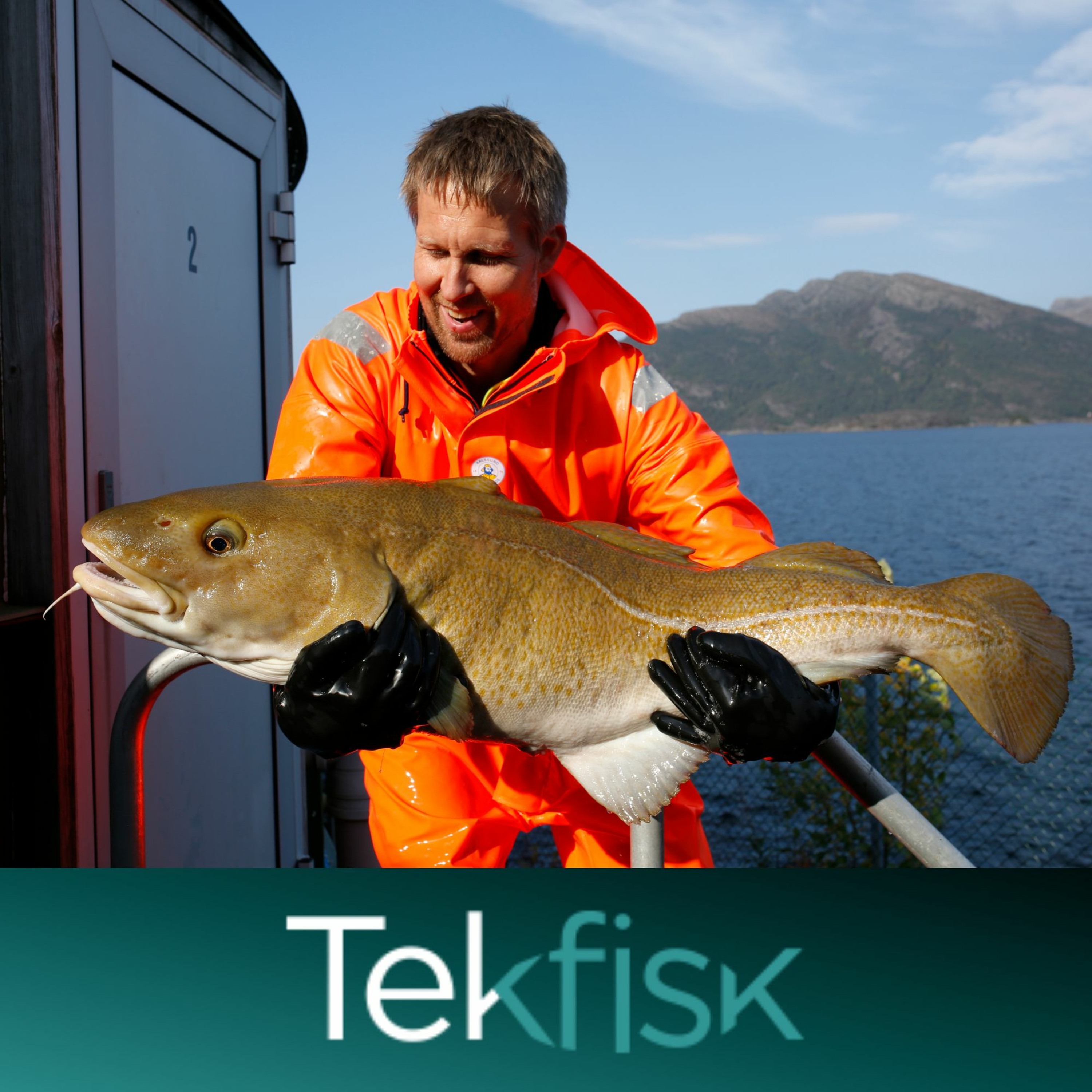Tekfisk