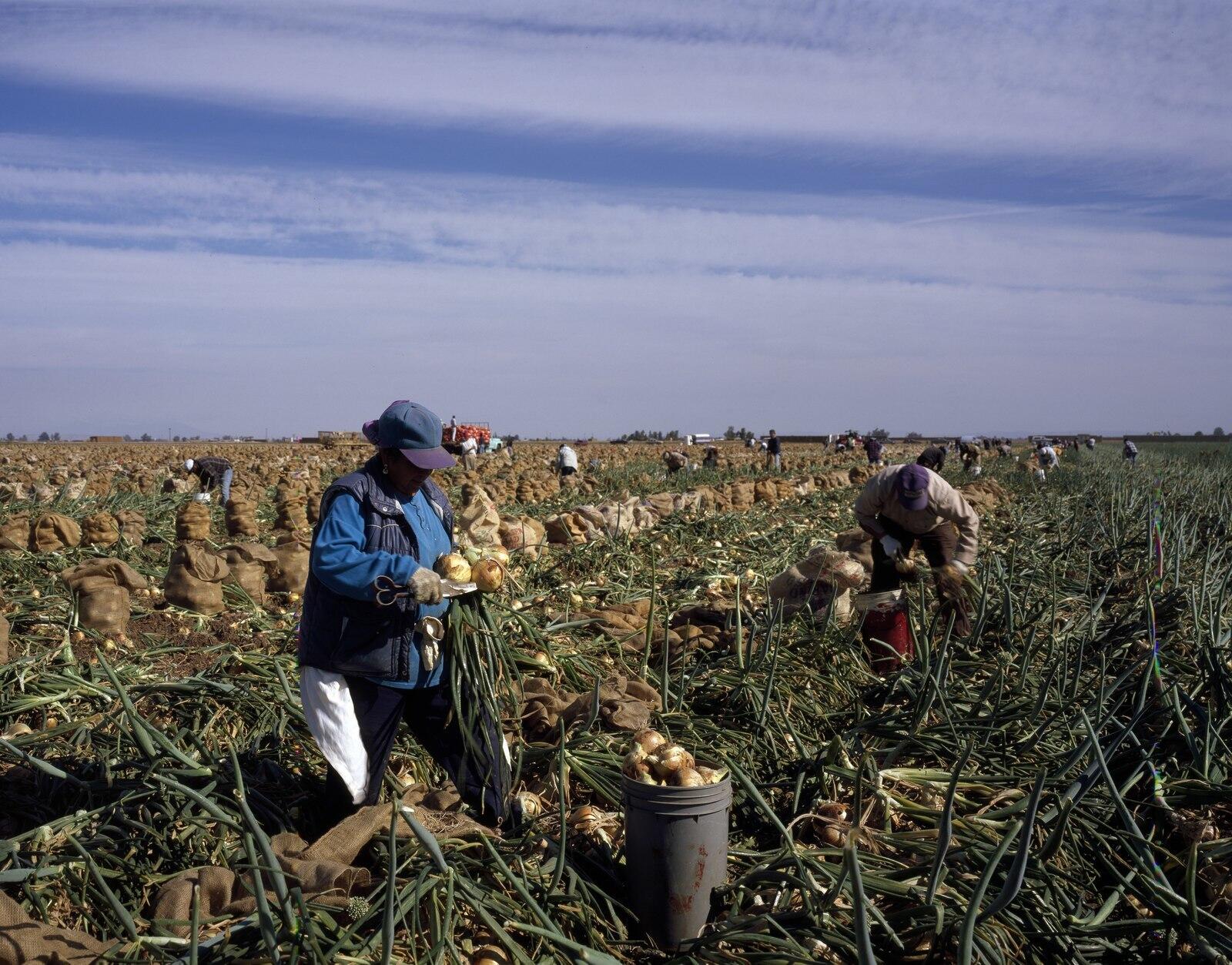 Thumbnail for "Farmworkers and COVID-19". Thumbnail for "Farmworkers and COVID-19".
