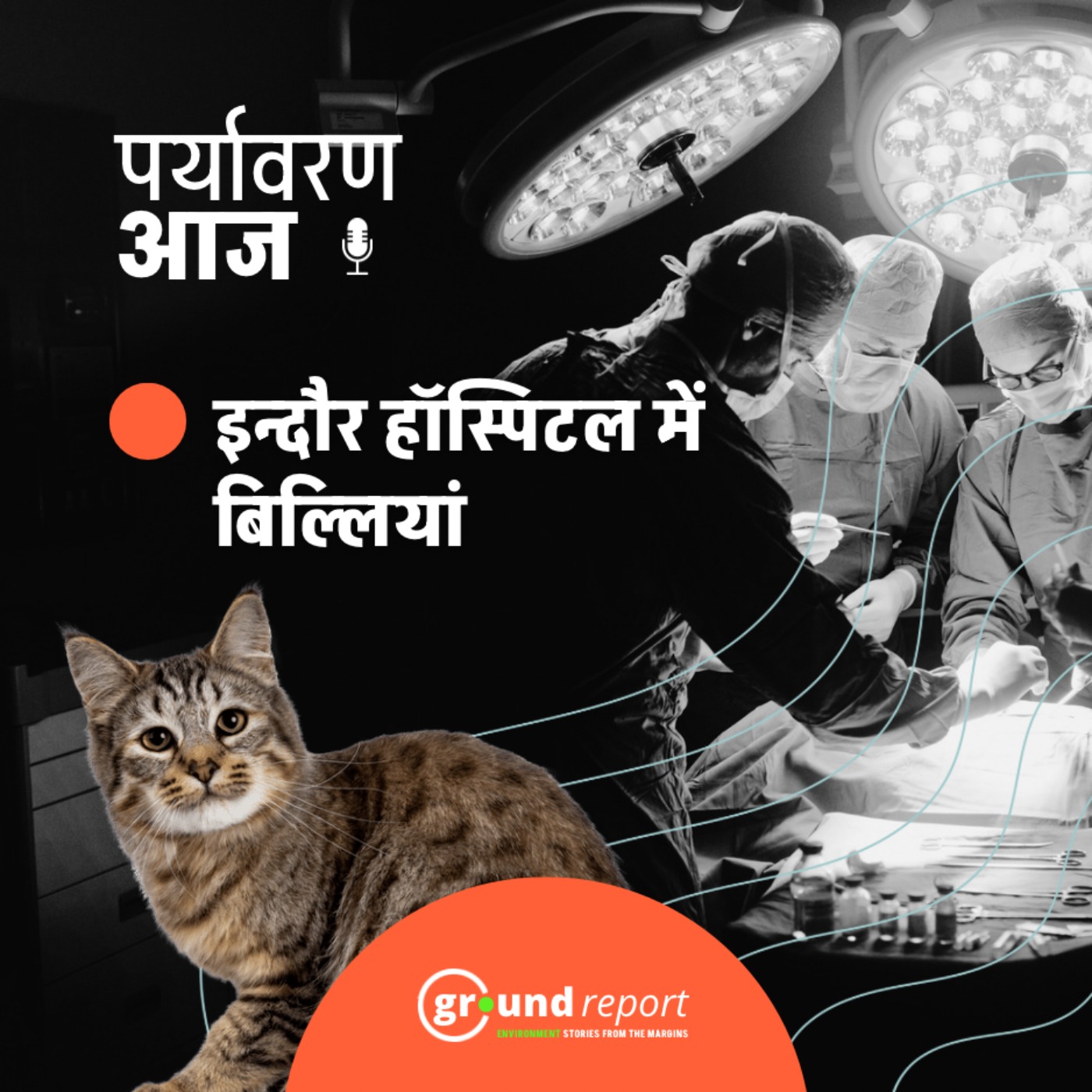 एमवाय अस्पताल में चूहों के बाद अब बिल्लियों का आतंक
