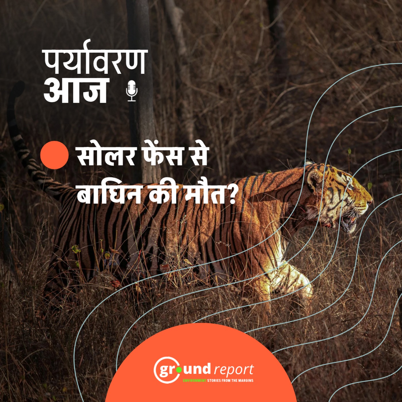 मध्य प्रदेश के बांधवगढ़ में सोलर फेंस से बाघिन की मौत