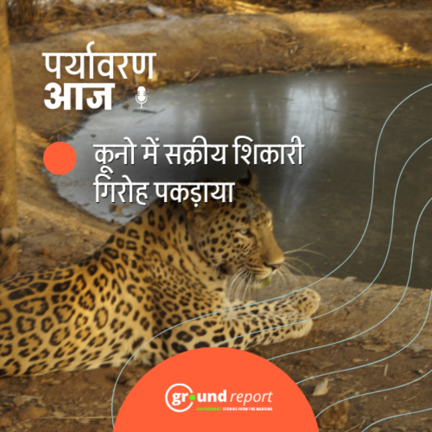 मध्य प्रदेश में तेंदुओं का शिकारी गिरोह कैसे पकड़ाया? episode artwork