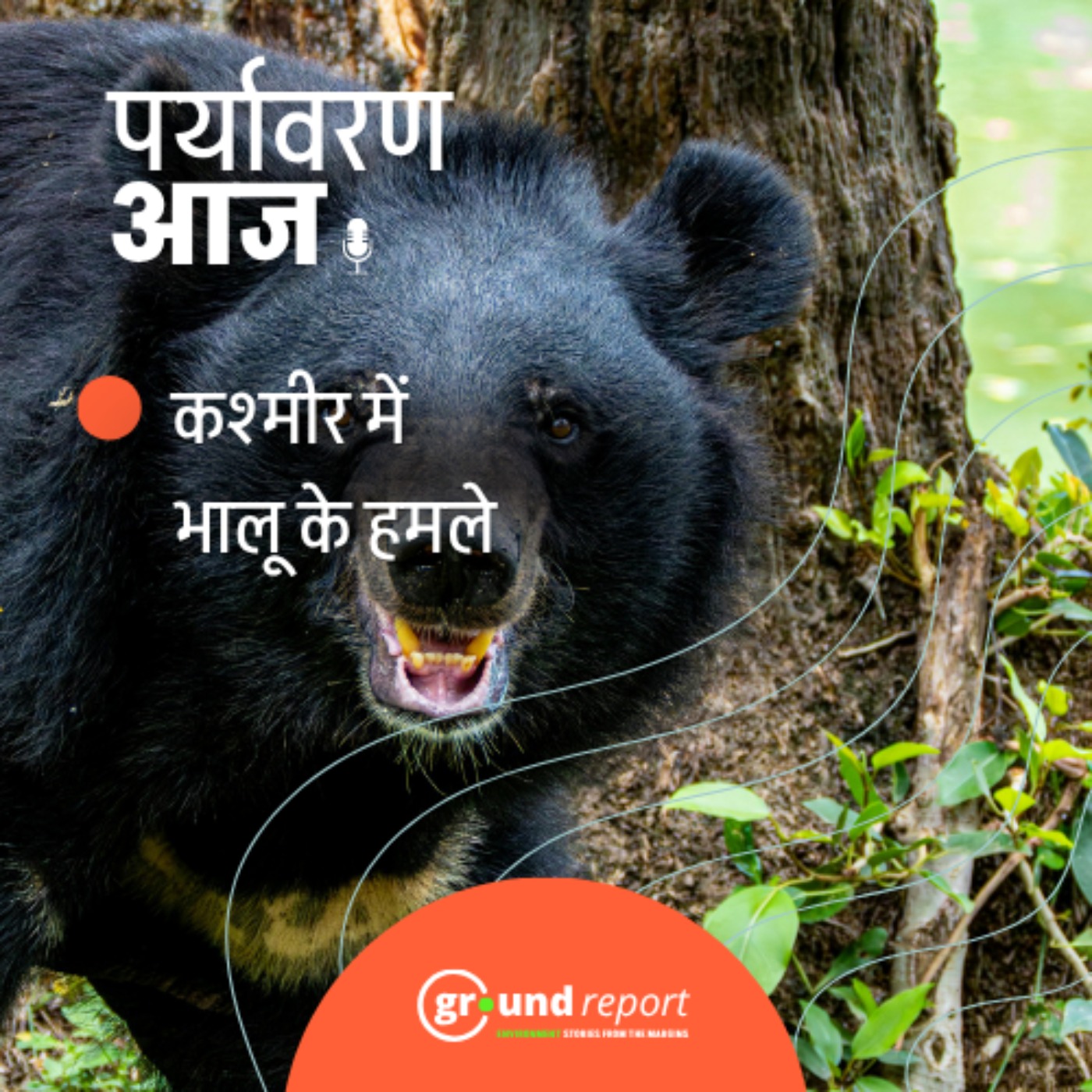 कश्मीर में क्यों बढ़ रहा है मानव-भालू संघर्ष? episode artwork