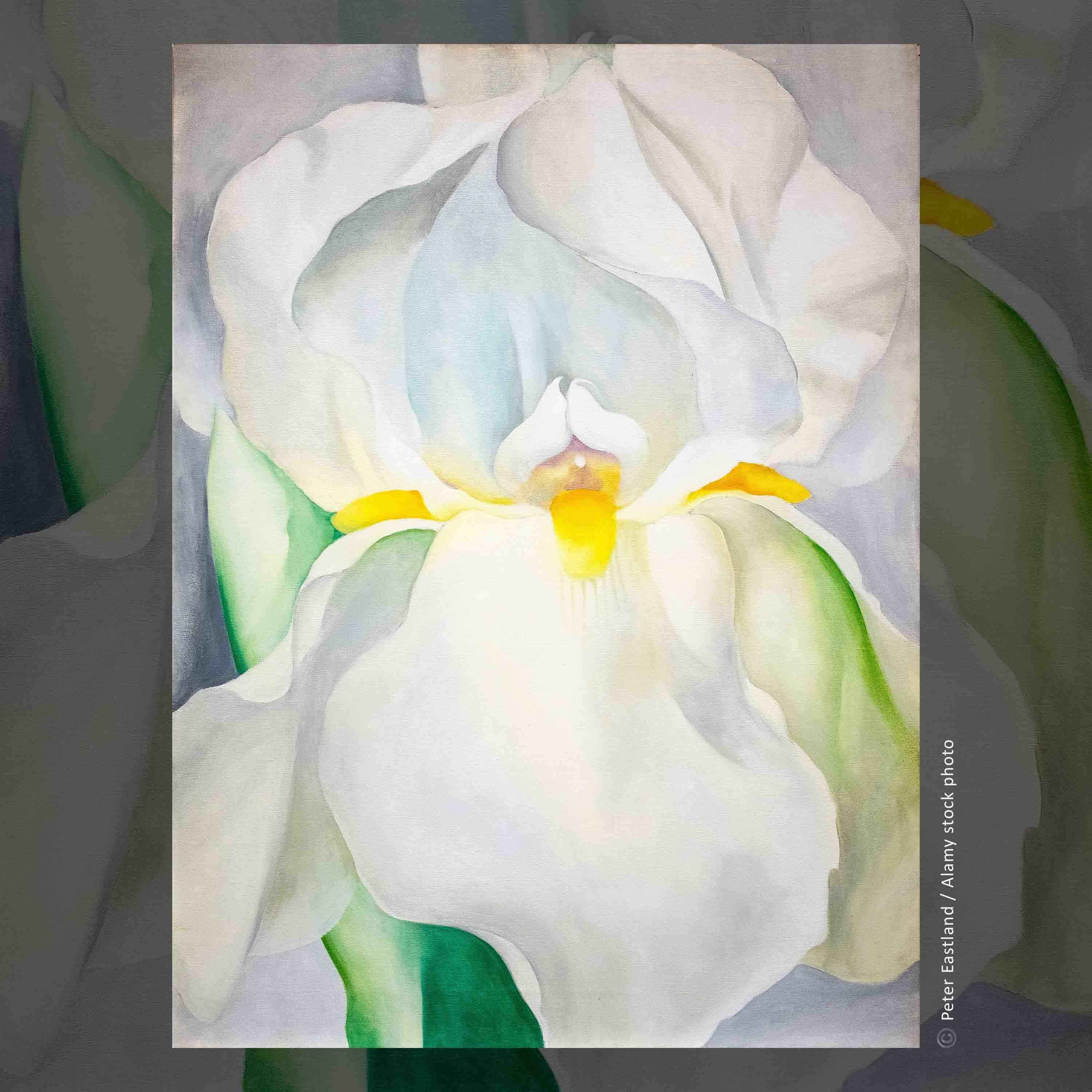 Weiße Iris Nr. 7 episode artwork