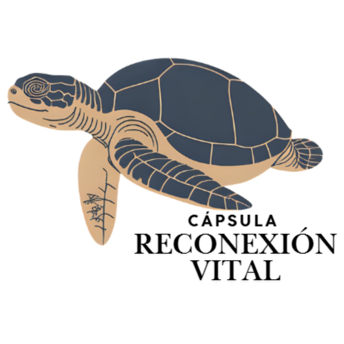 Cápsulas para el día a día basadas en el libro