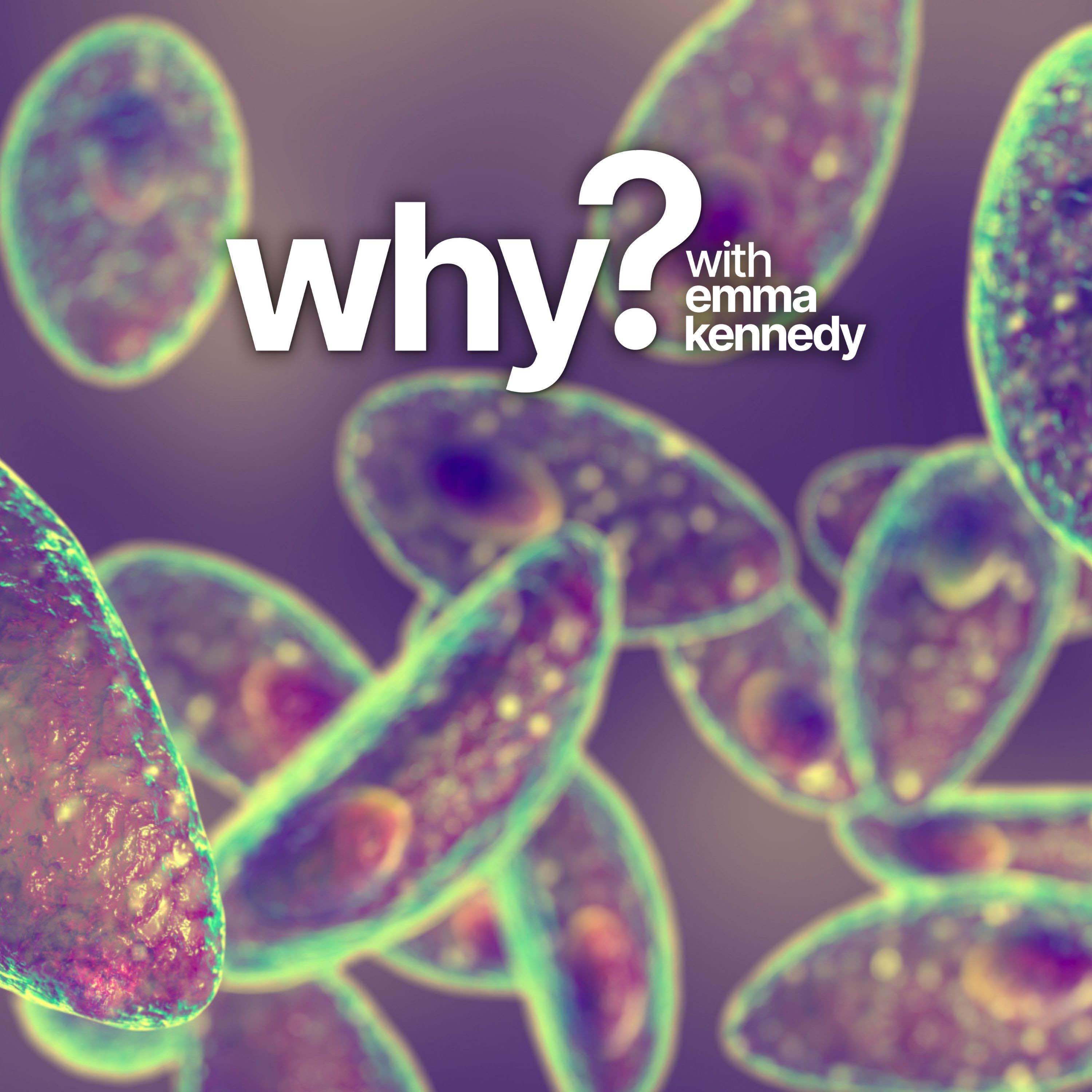 Why everything you think about parasites is wrong