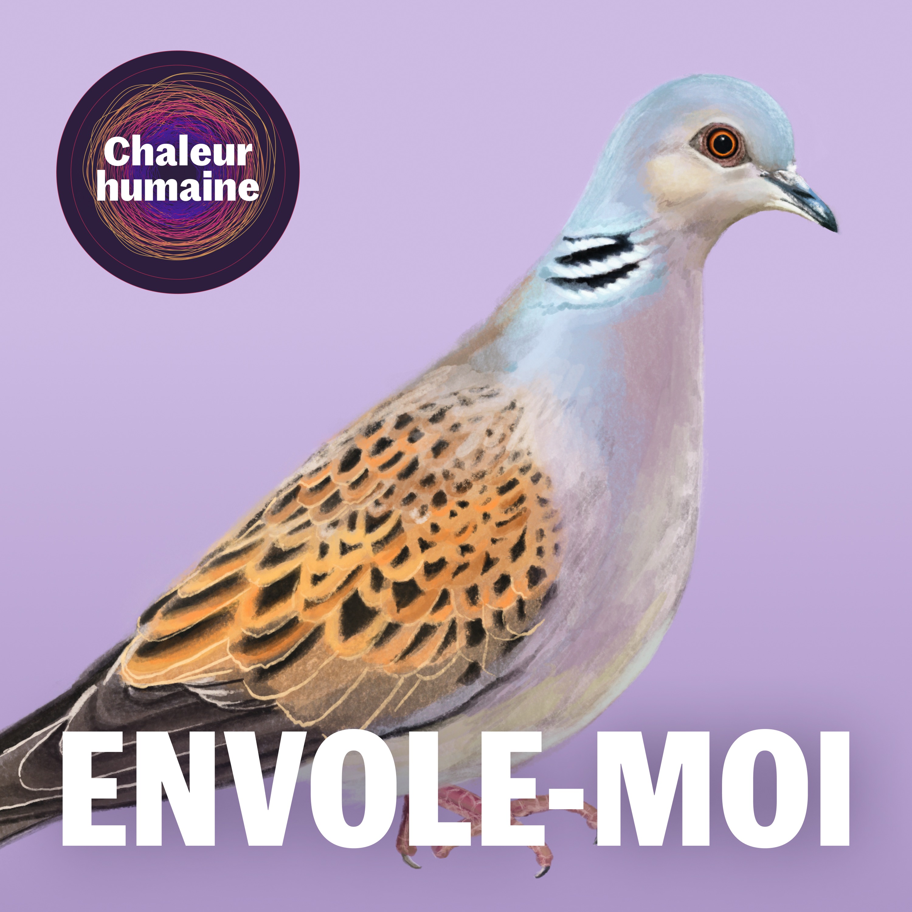 Envole-moi : la tourterelle des bois (3/6)