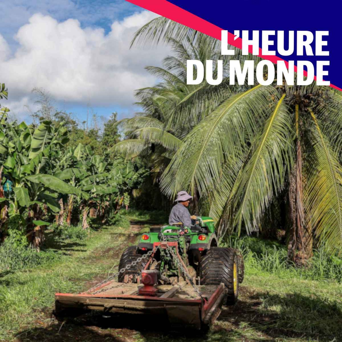 Chlordécone : qui est responsable de l’empoisonnement des Antilles ?