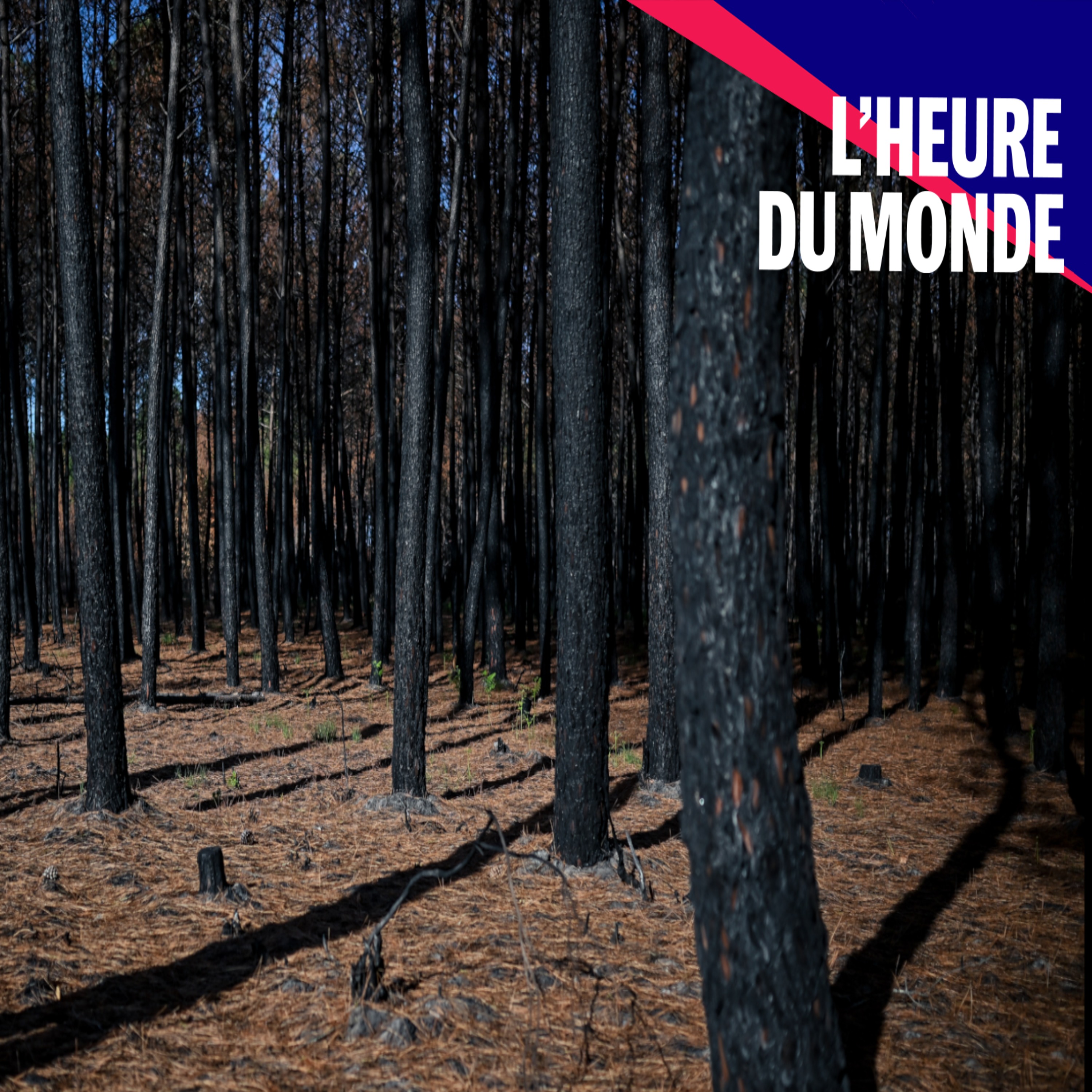 Les forêts françaises, grandes sinistrées de la crise climatique