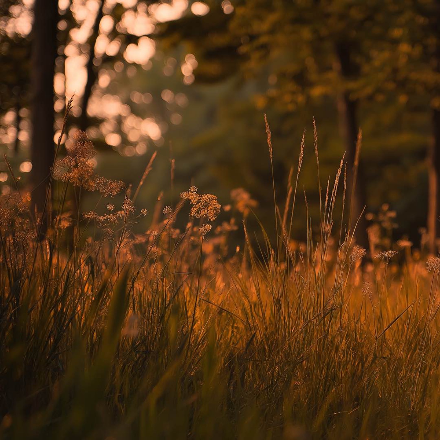 Cicadas Chirping & Forest Birds at Dusk episode artwork
