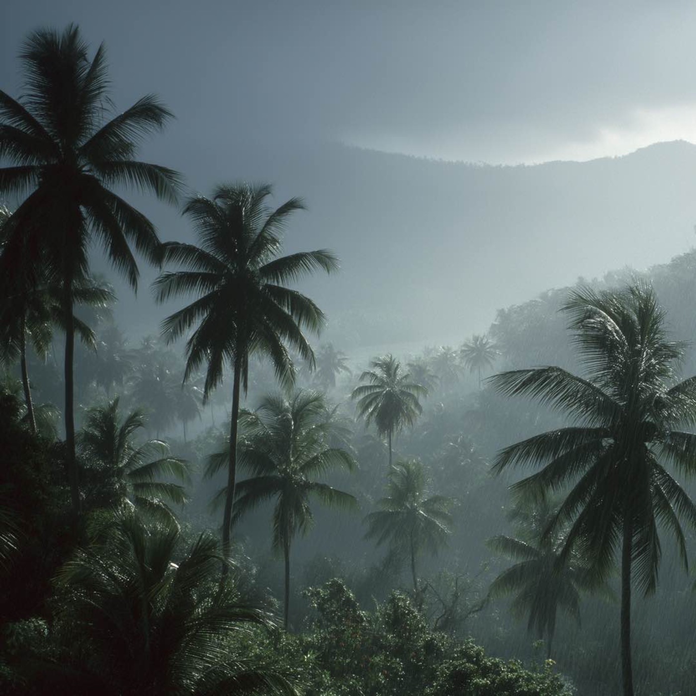 Tropical Rain episode artwork