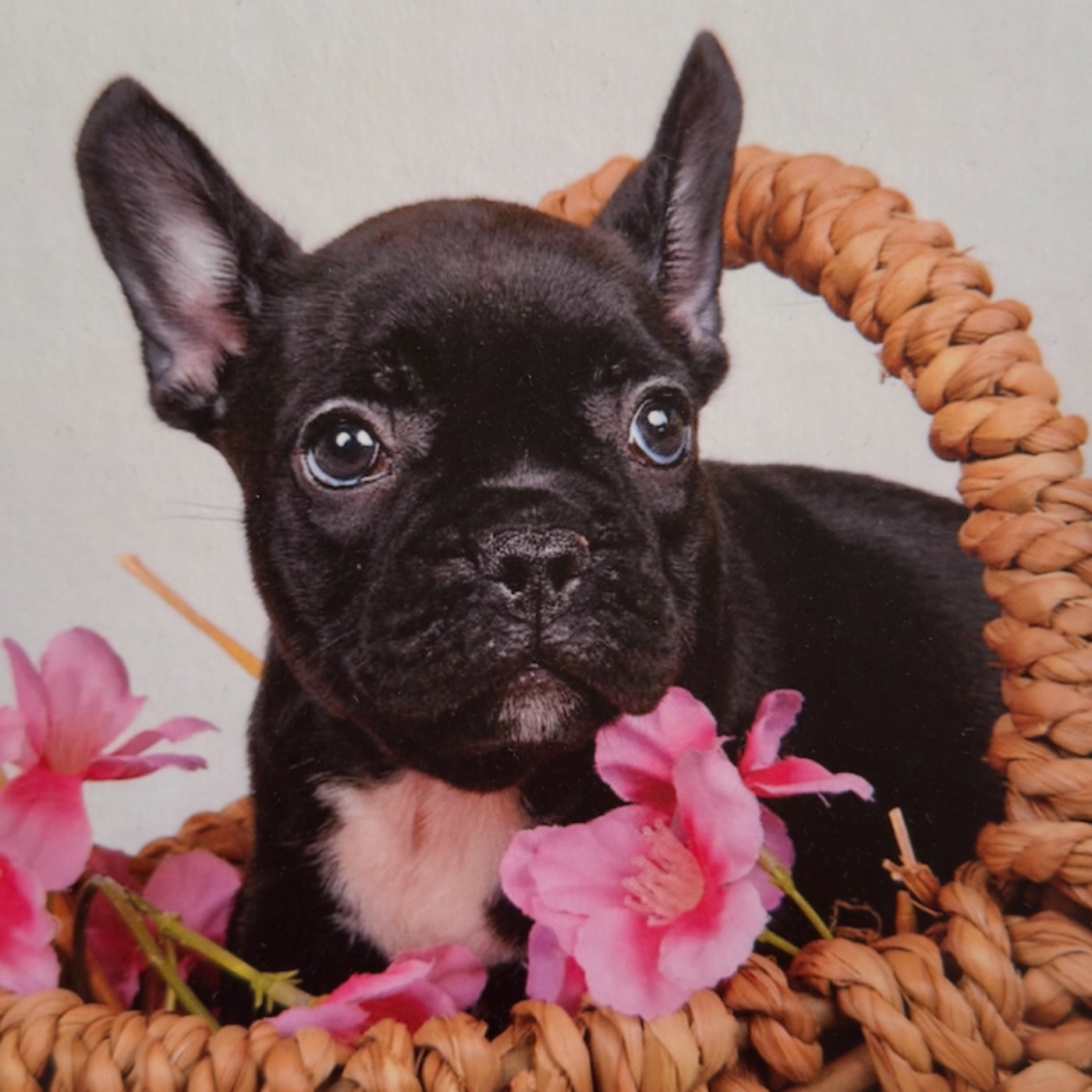 Ma relation avec les animaux