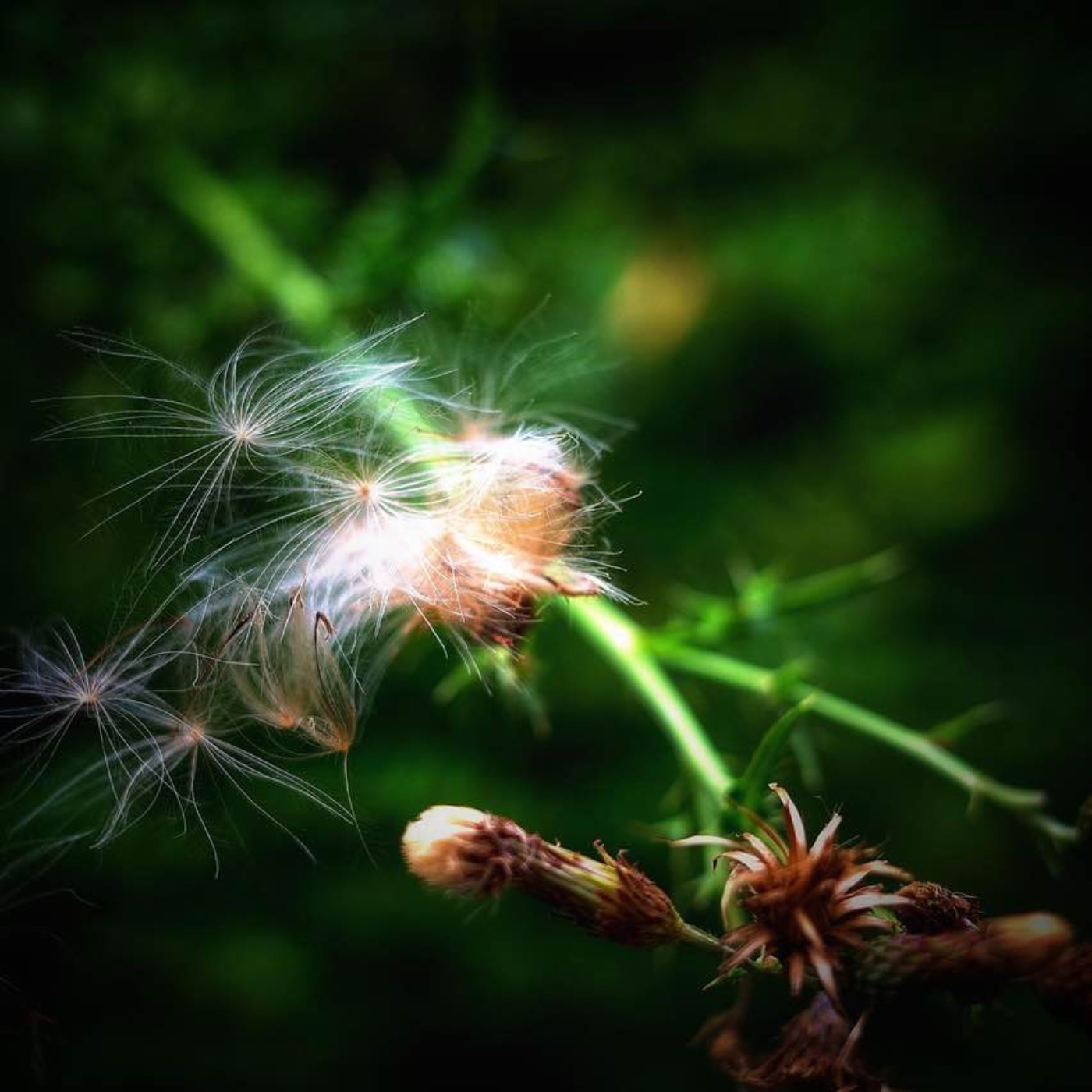 悟り – Erleuchtung im Alltäglichen