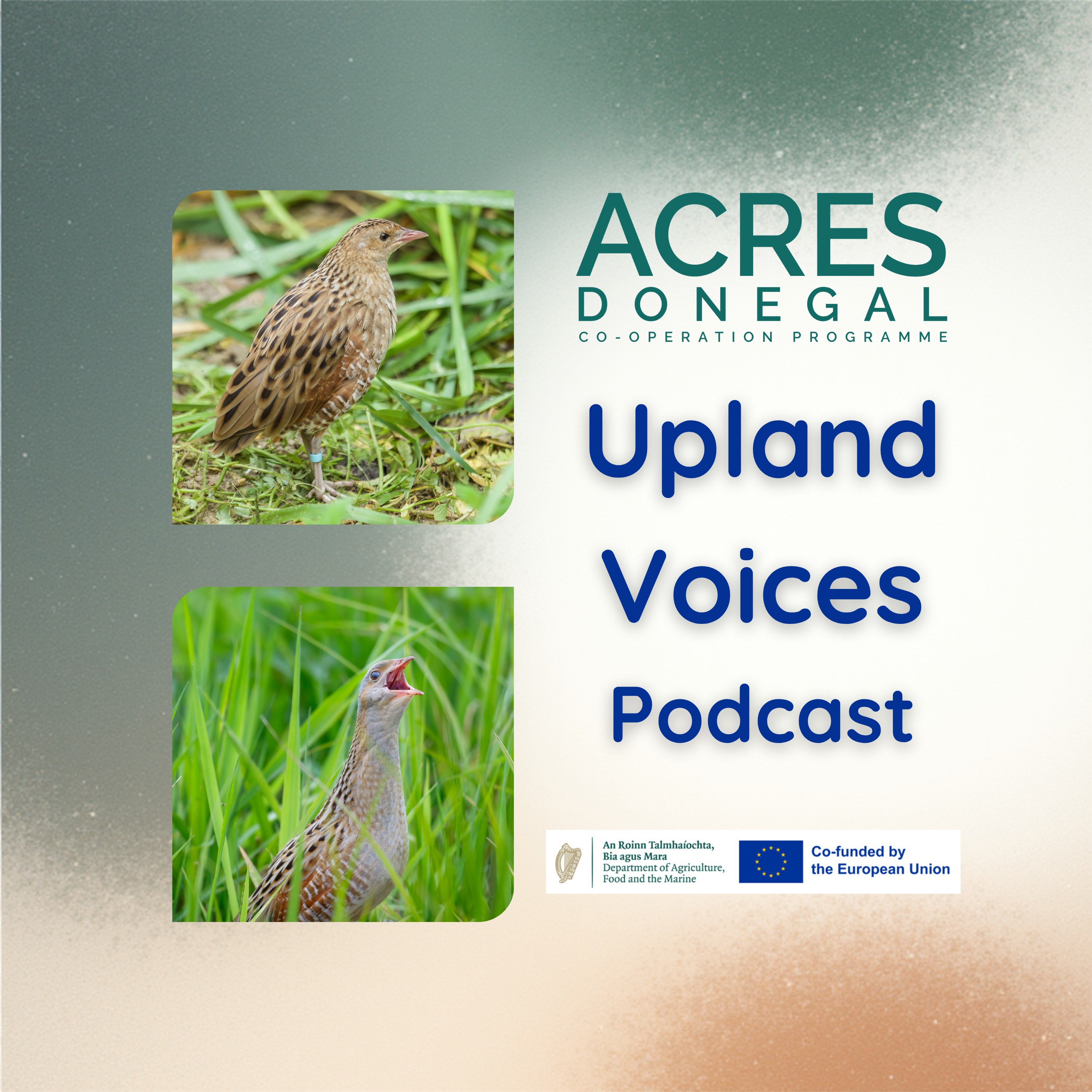 Upland Voices - The Plight of the Corncrake episode artwork