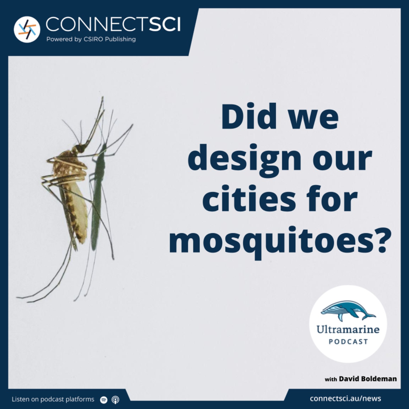 Did we accidentally design our cities for mosquitoes?