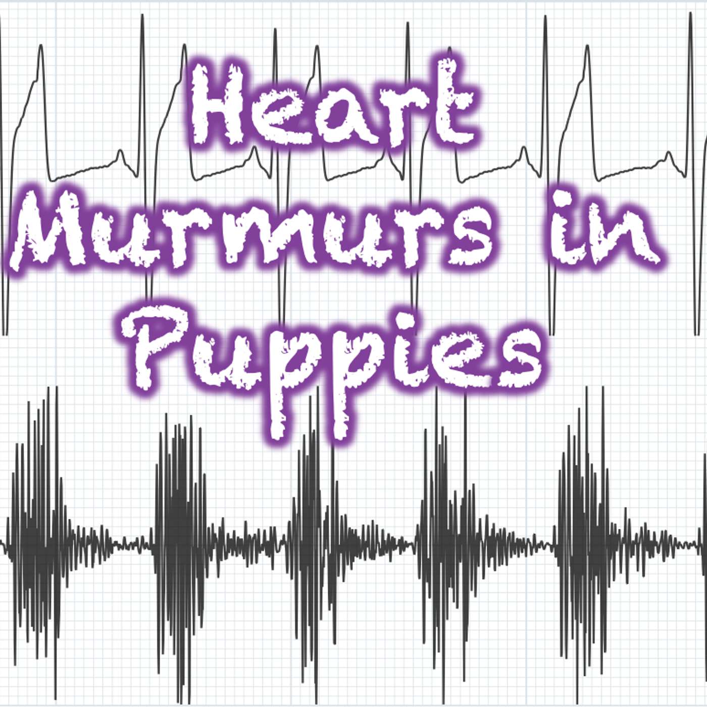 147 Heart murmurs in puppies