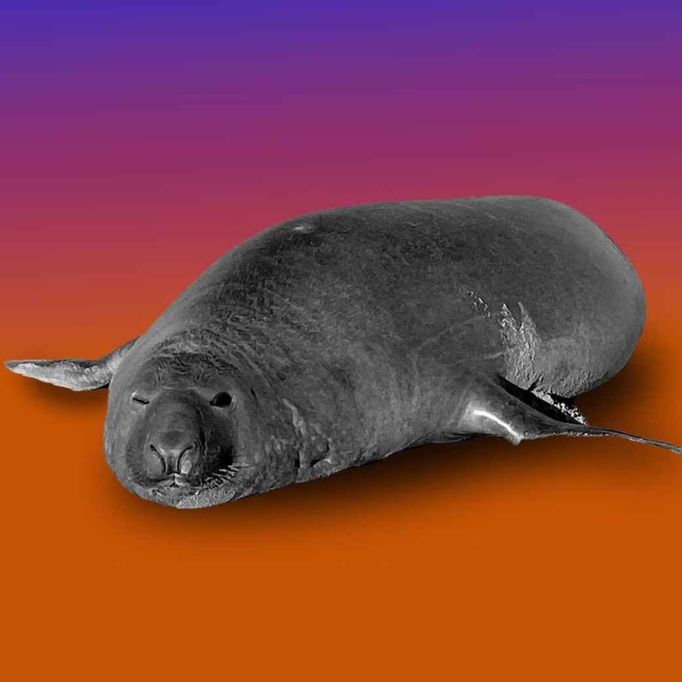 Off-the-Record: Neil the Seal’s Whole Deal