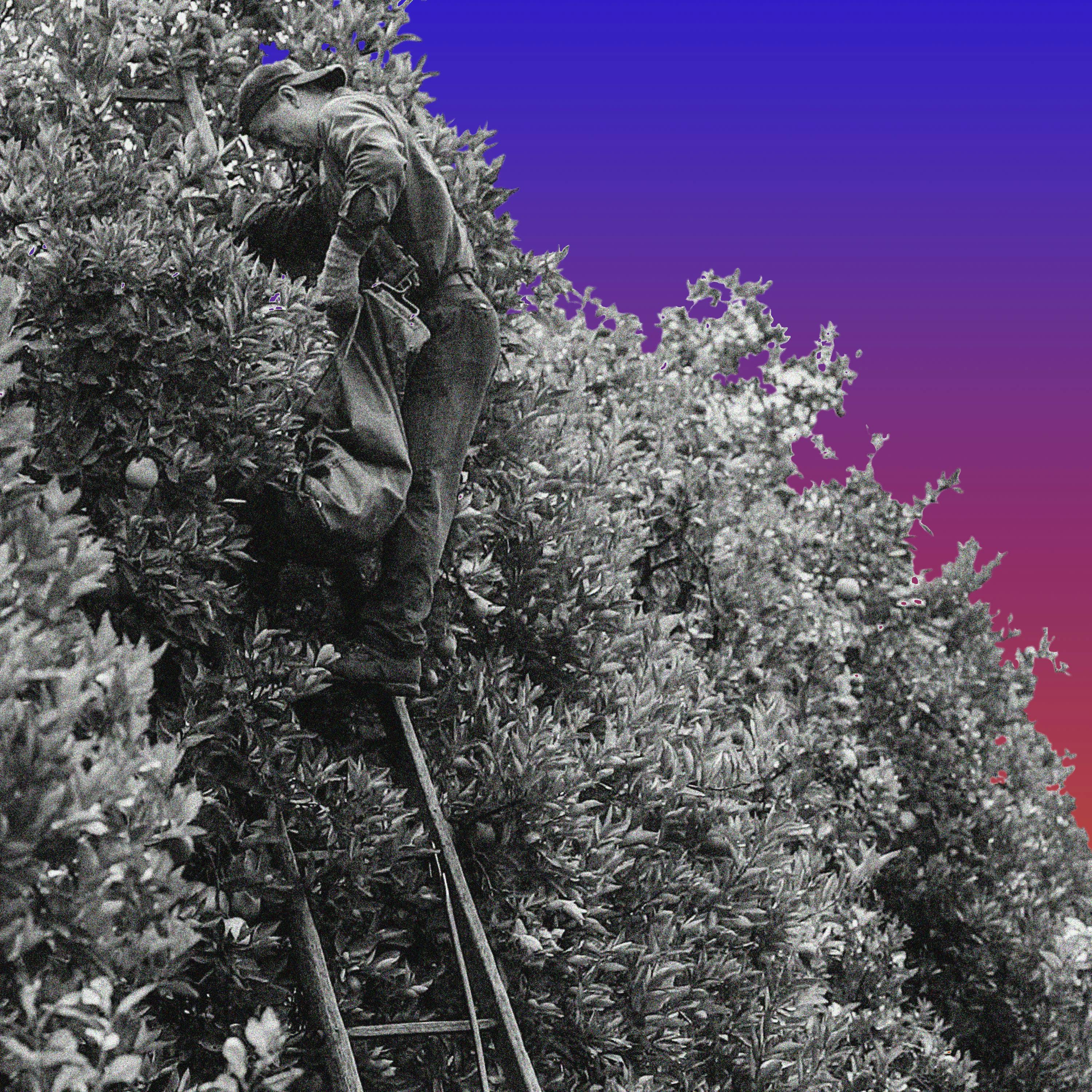 What Next | Daily News and Analysis - Trump’s Attack on Visas