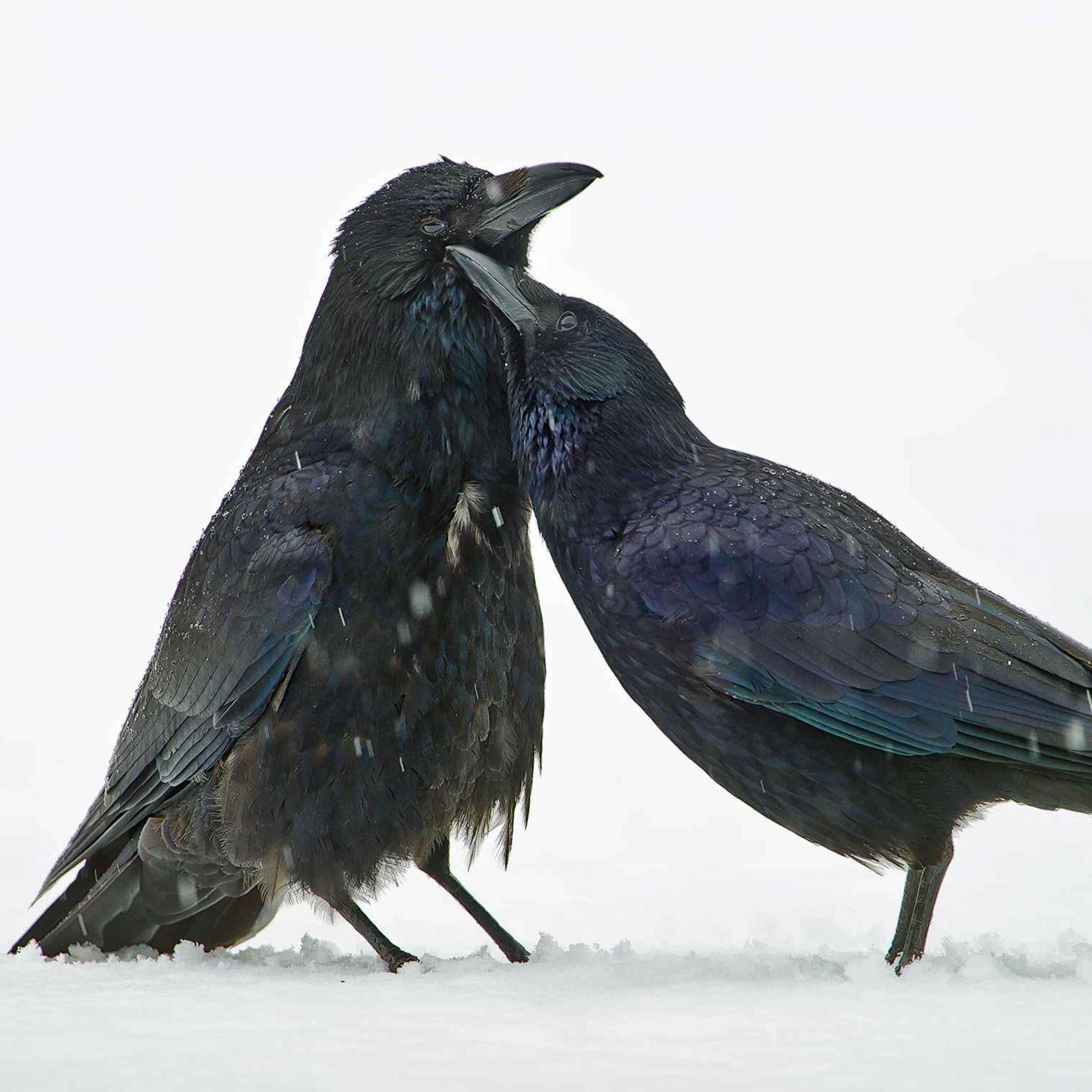 Le chant de la corneille noire