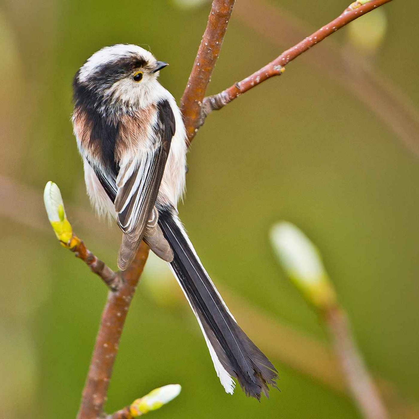 Le chant de la mésange à longue queue