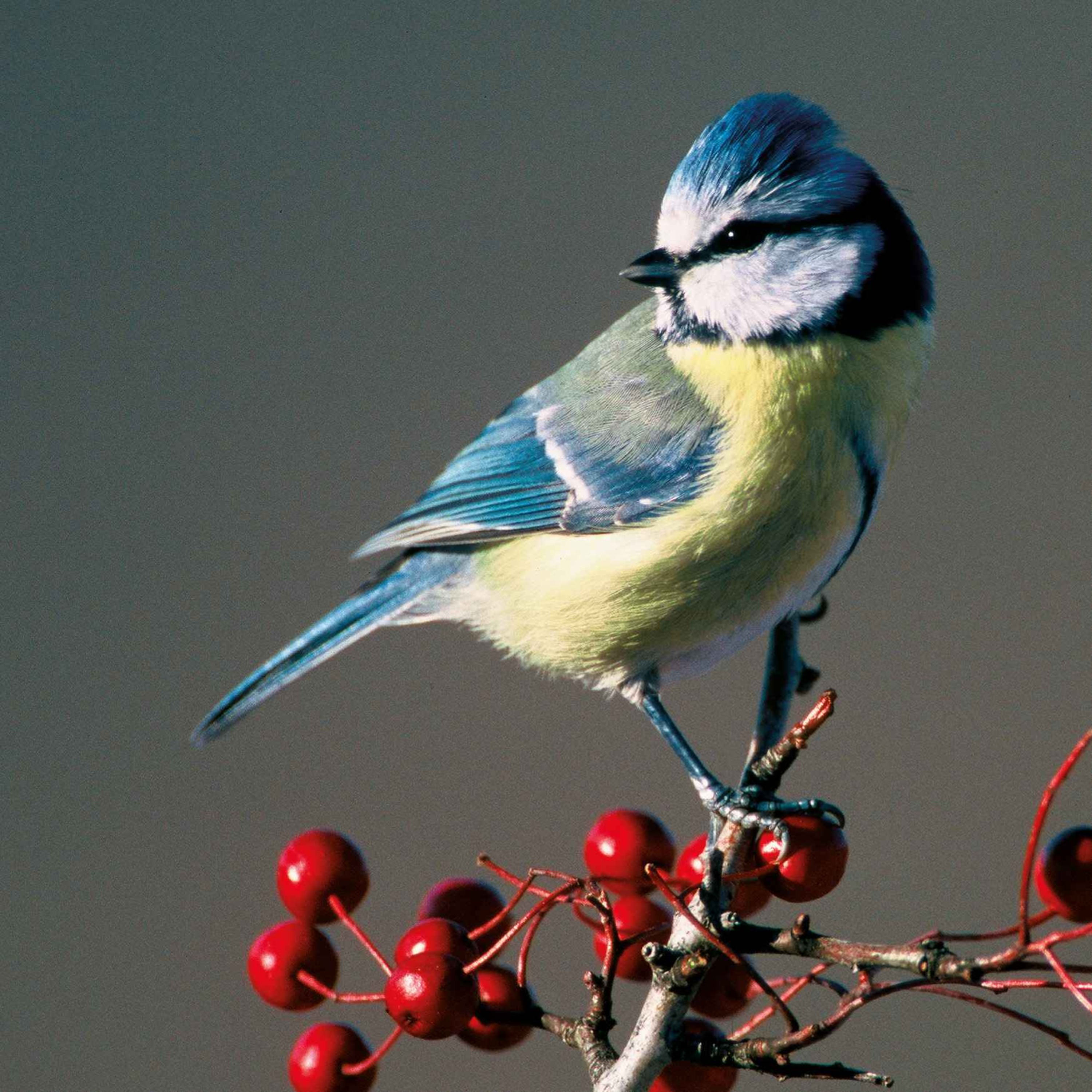 Le chant de la mésange bleue