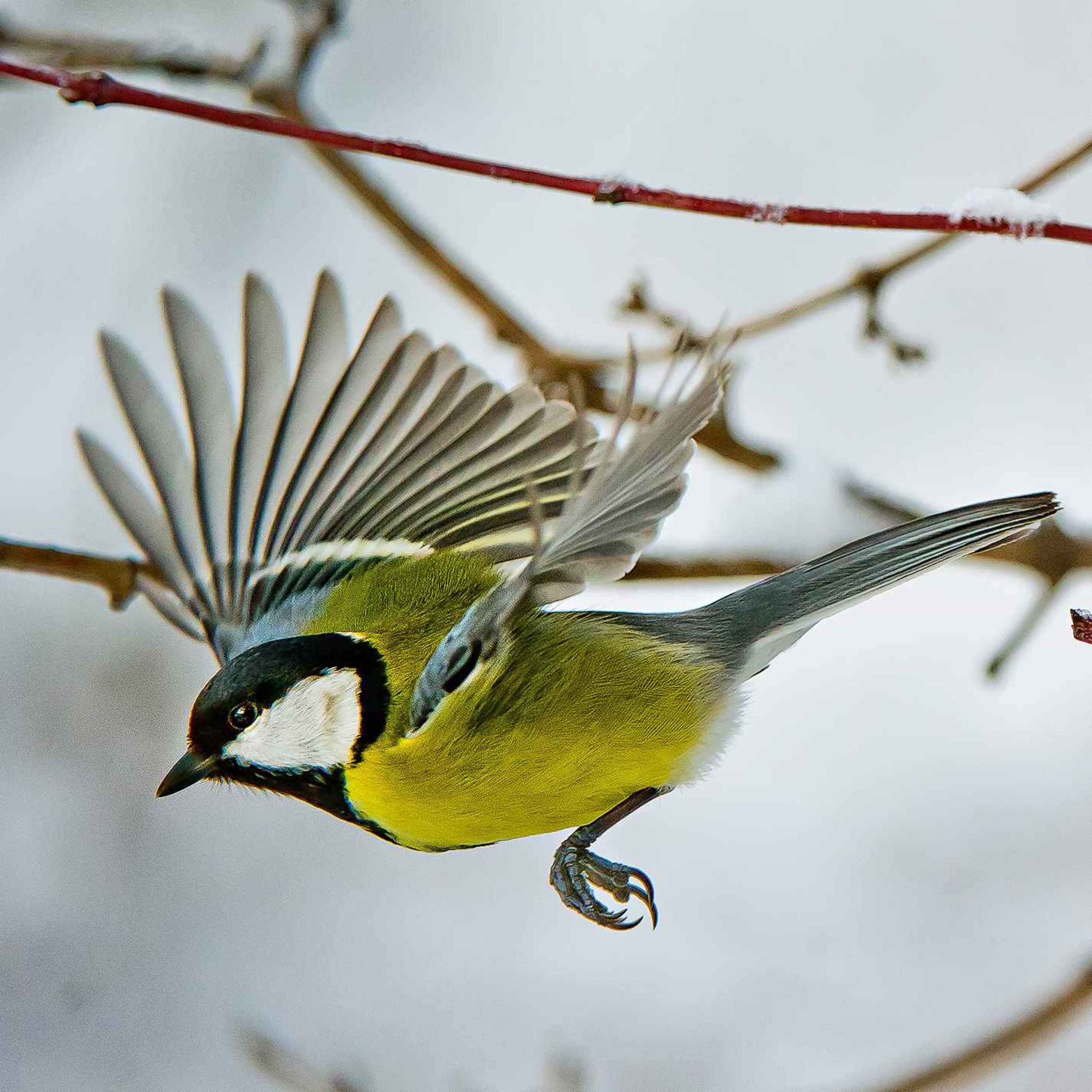 Le chant de la mésange charbonnière