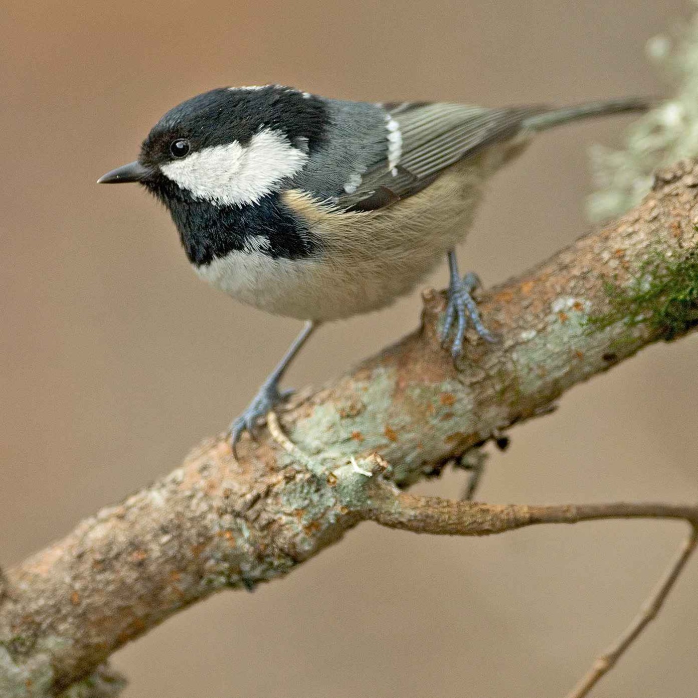 Le chant de la mésange noire