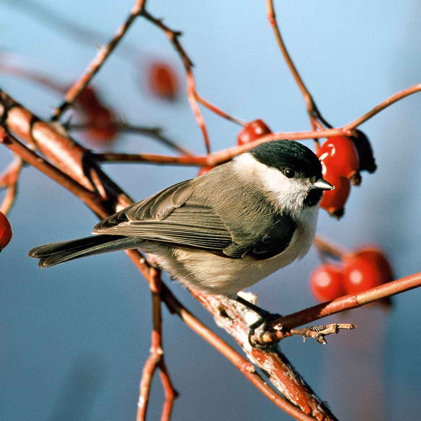 Le chant de la mésange nonnette