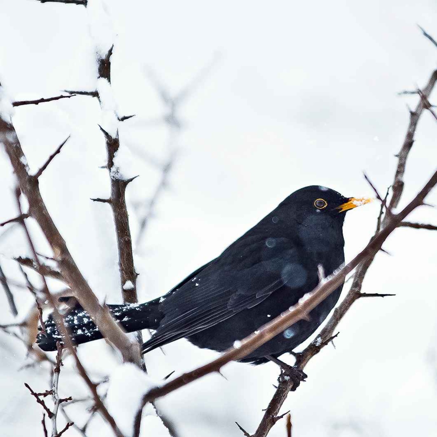 Le chant du merle noir