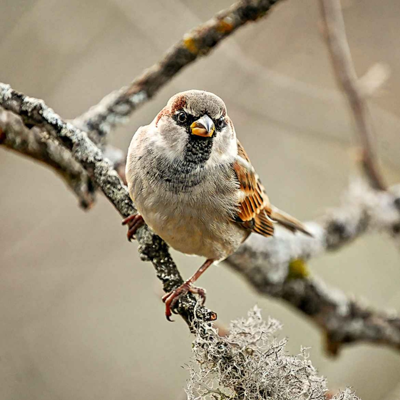 Le chant du moineau domestique
