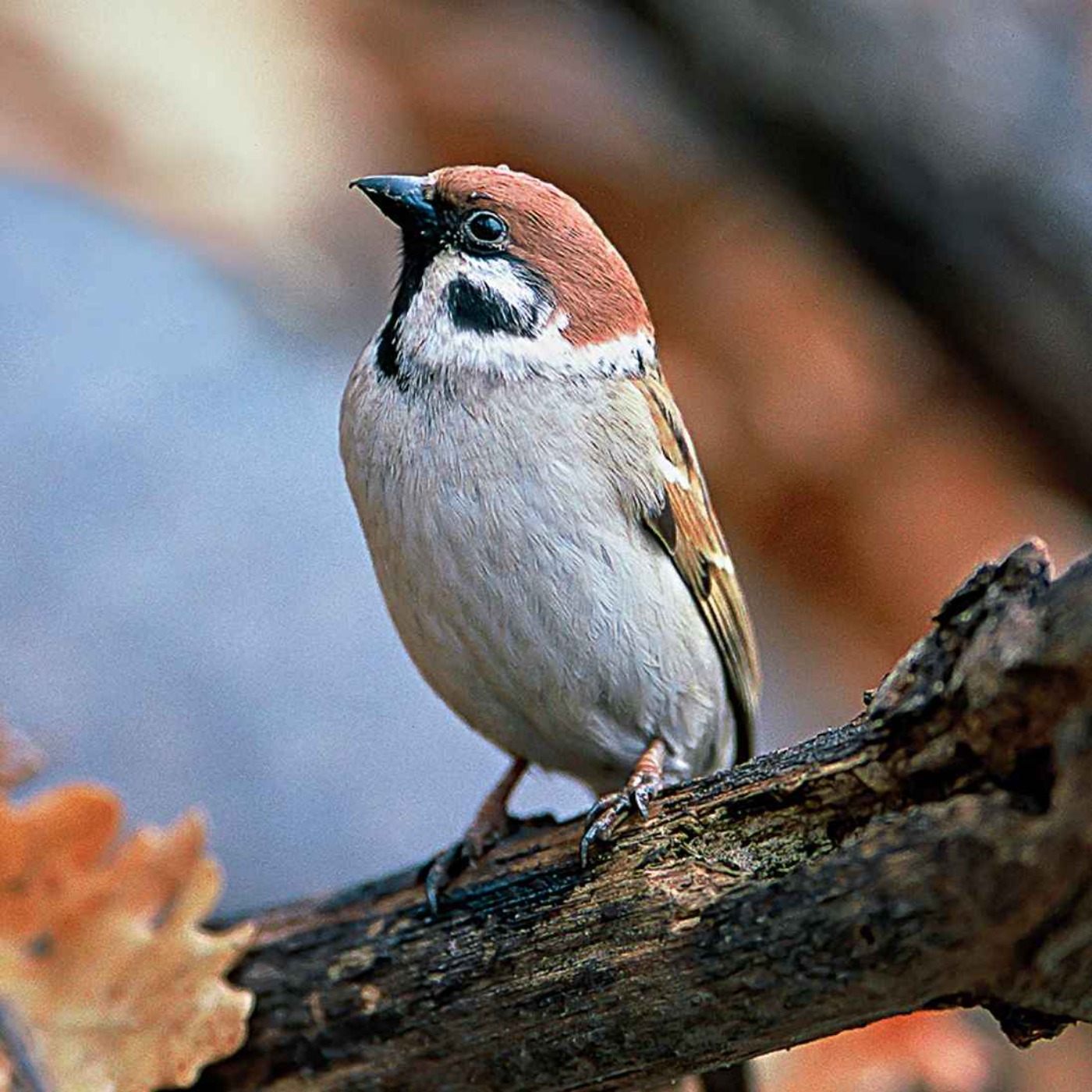 Le chant du moineau friquet