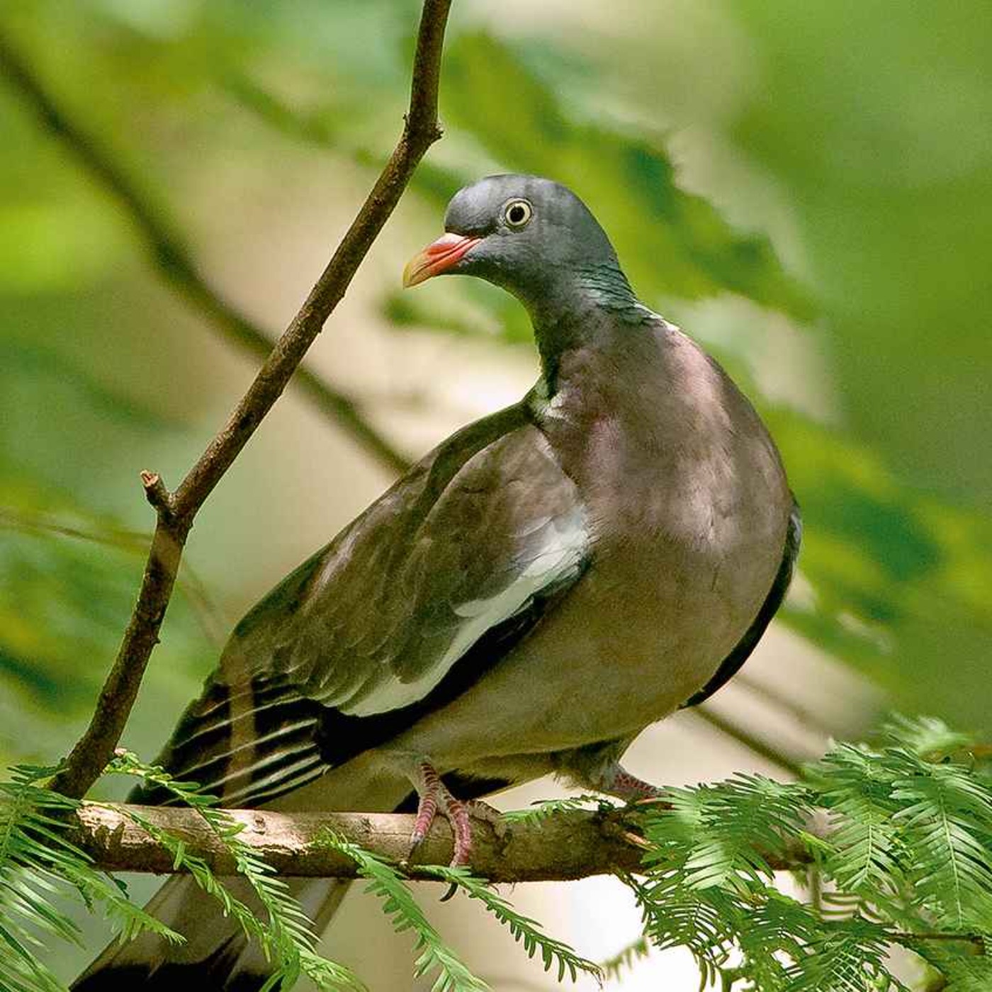 Le chant du pigeon ramier