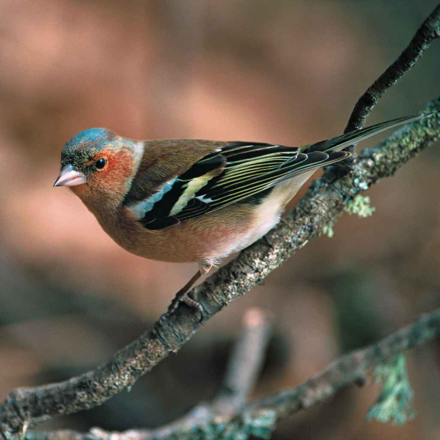 Le chant du pinson des arbres