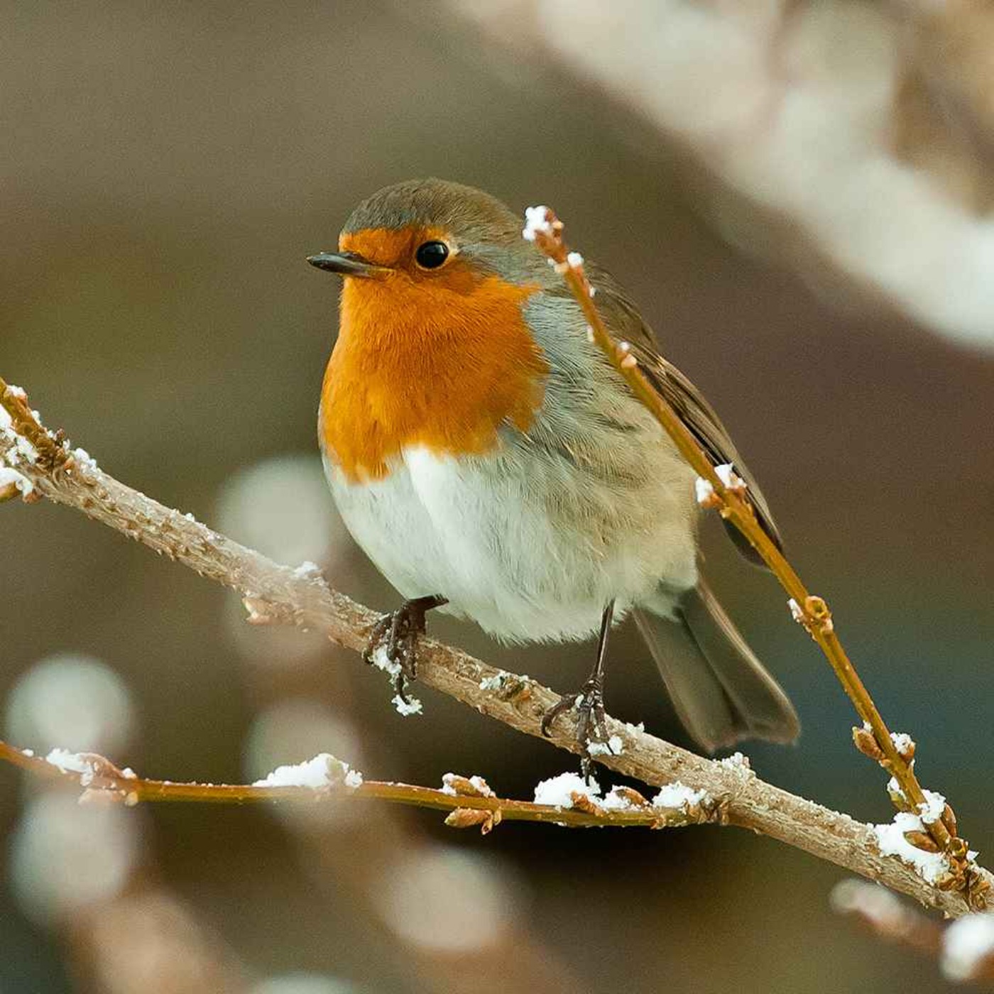 Le chant du rouge-gorge familier