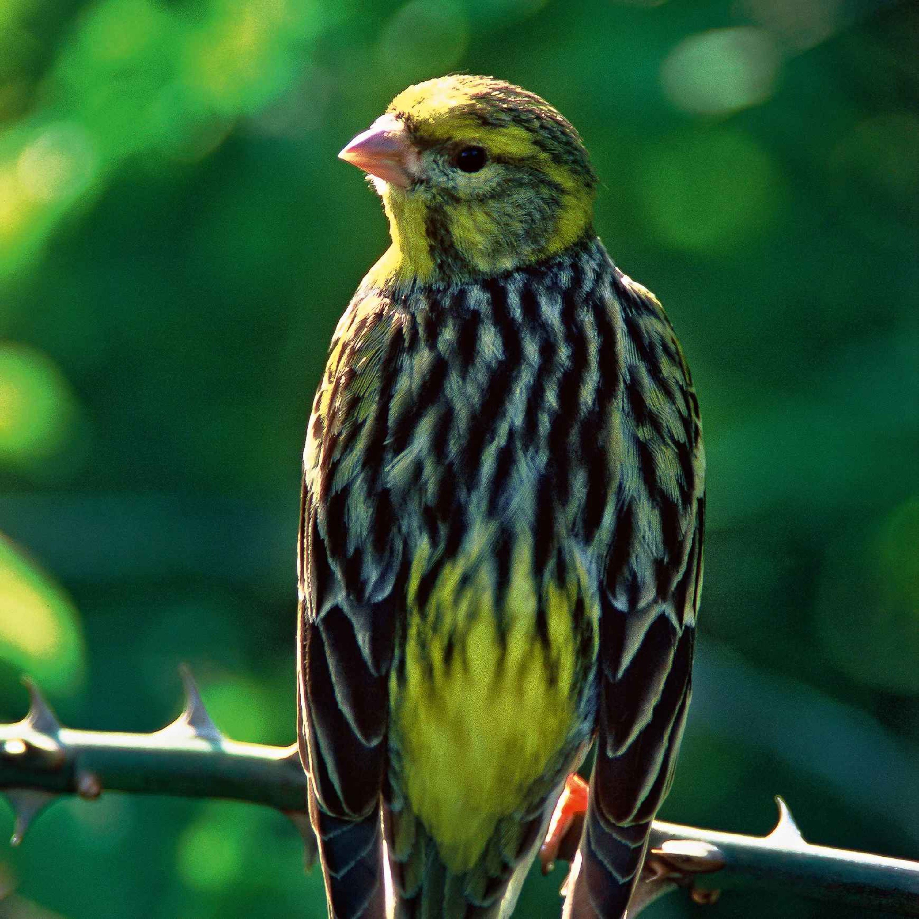 Le chant du serin cini