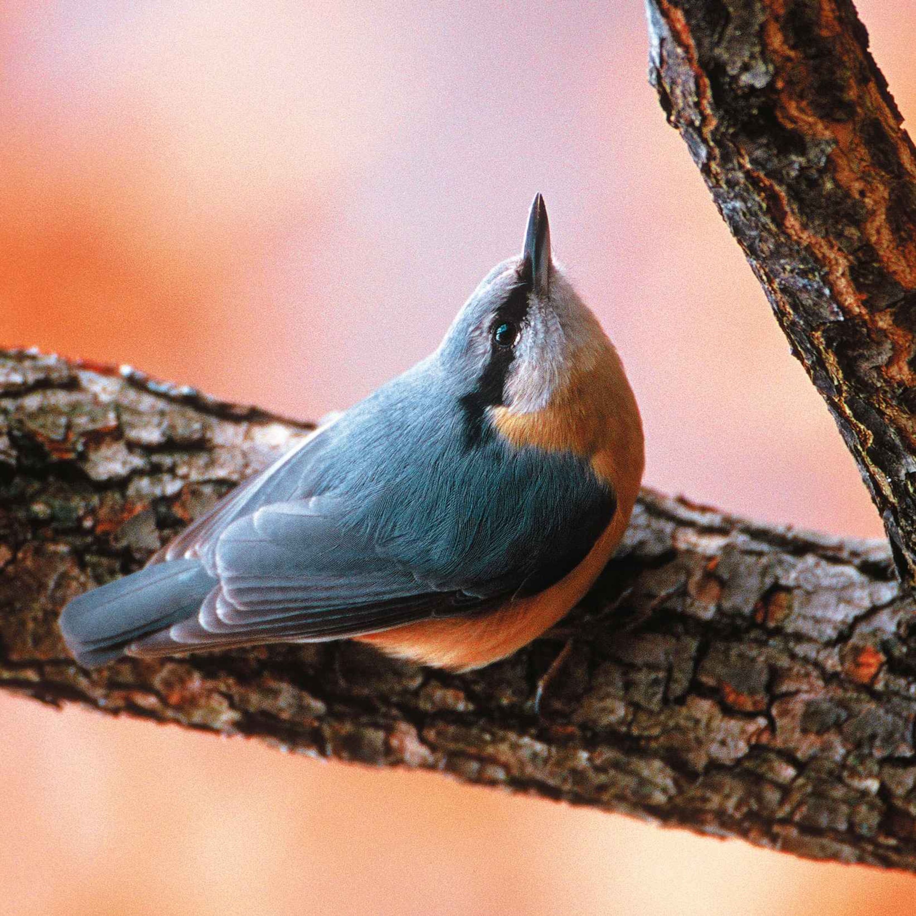 Le chant de la sitelle torchepot