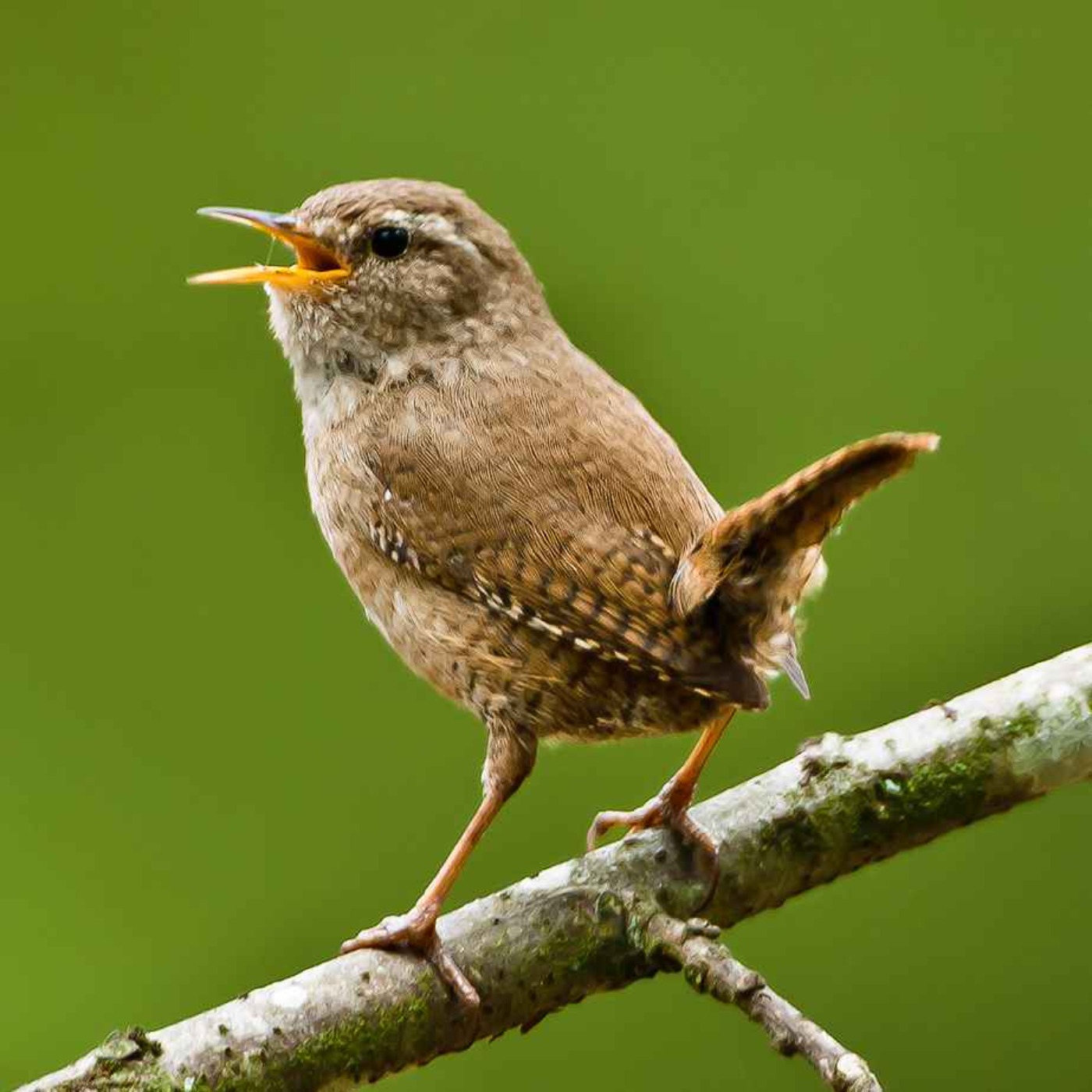 Le chant du troglodyte mignon