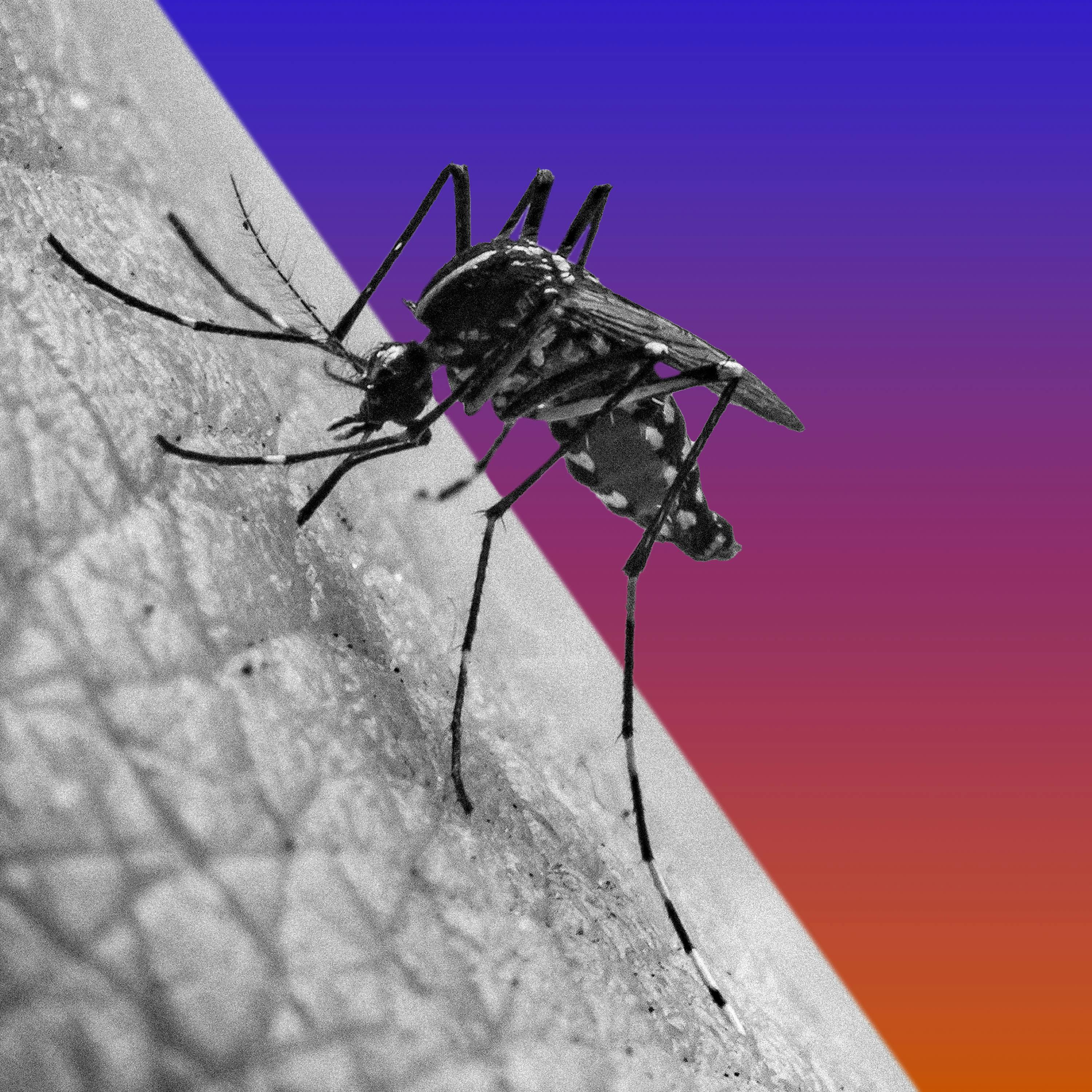 What Next: TBD | Tech, power, and the future - The Misguided Buzz About Mosquitoes